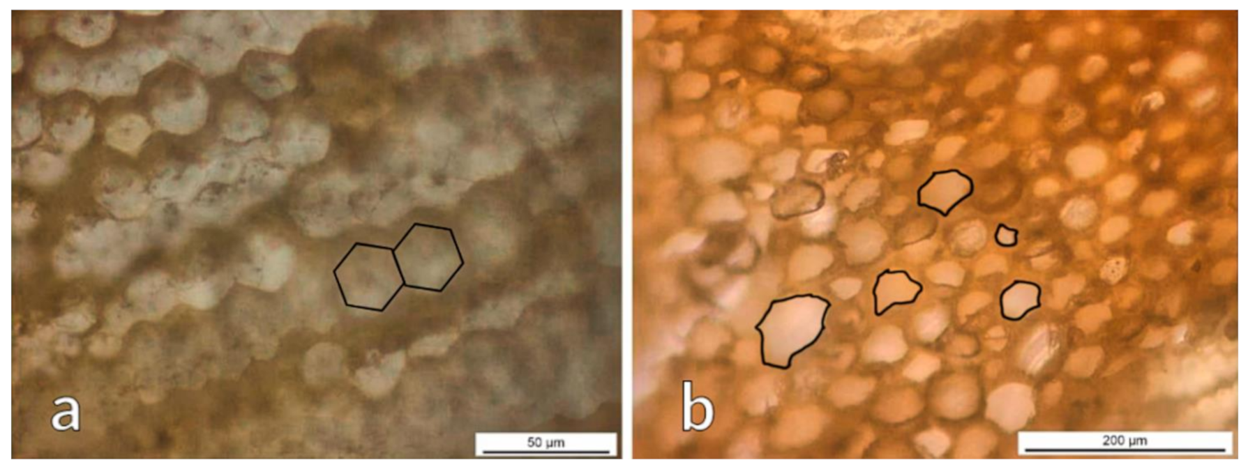 Polymers 13 02126 g004 Polymers 13 02126 g004