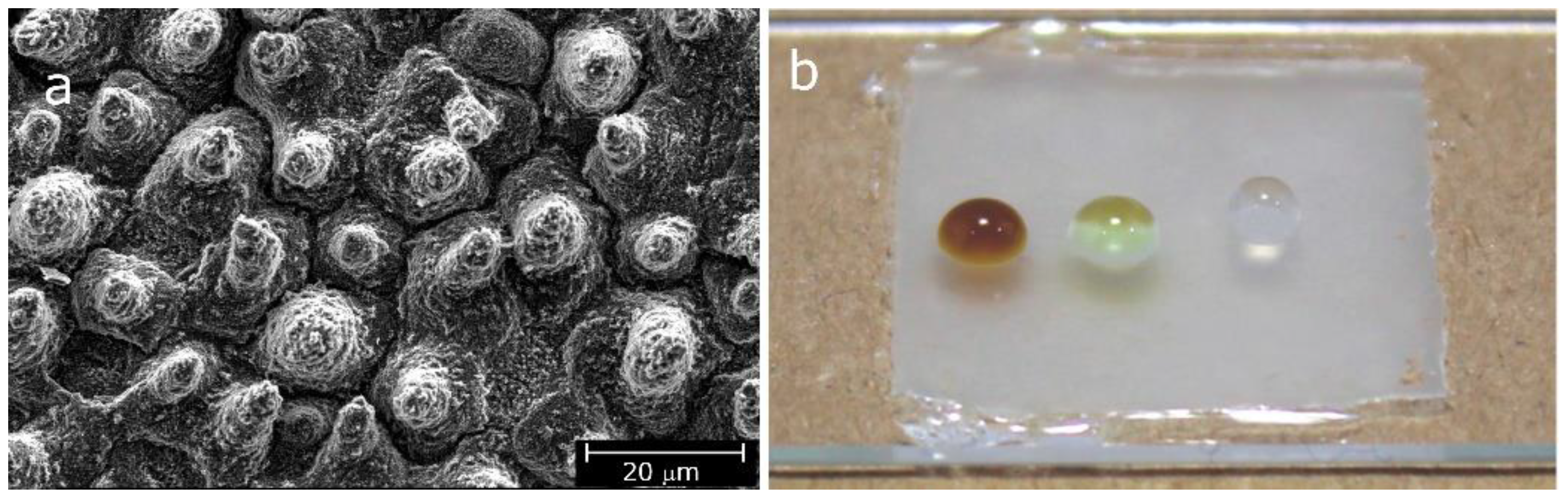 Polymers 13 02293 g004