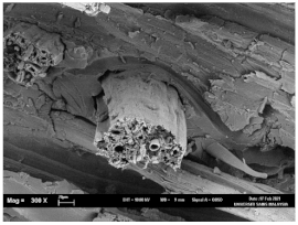 Polymers 13 02303 i003