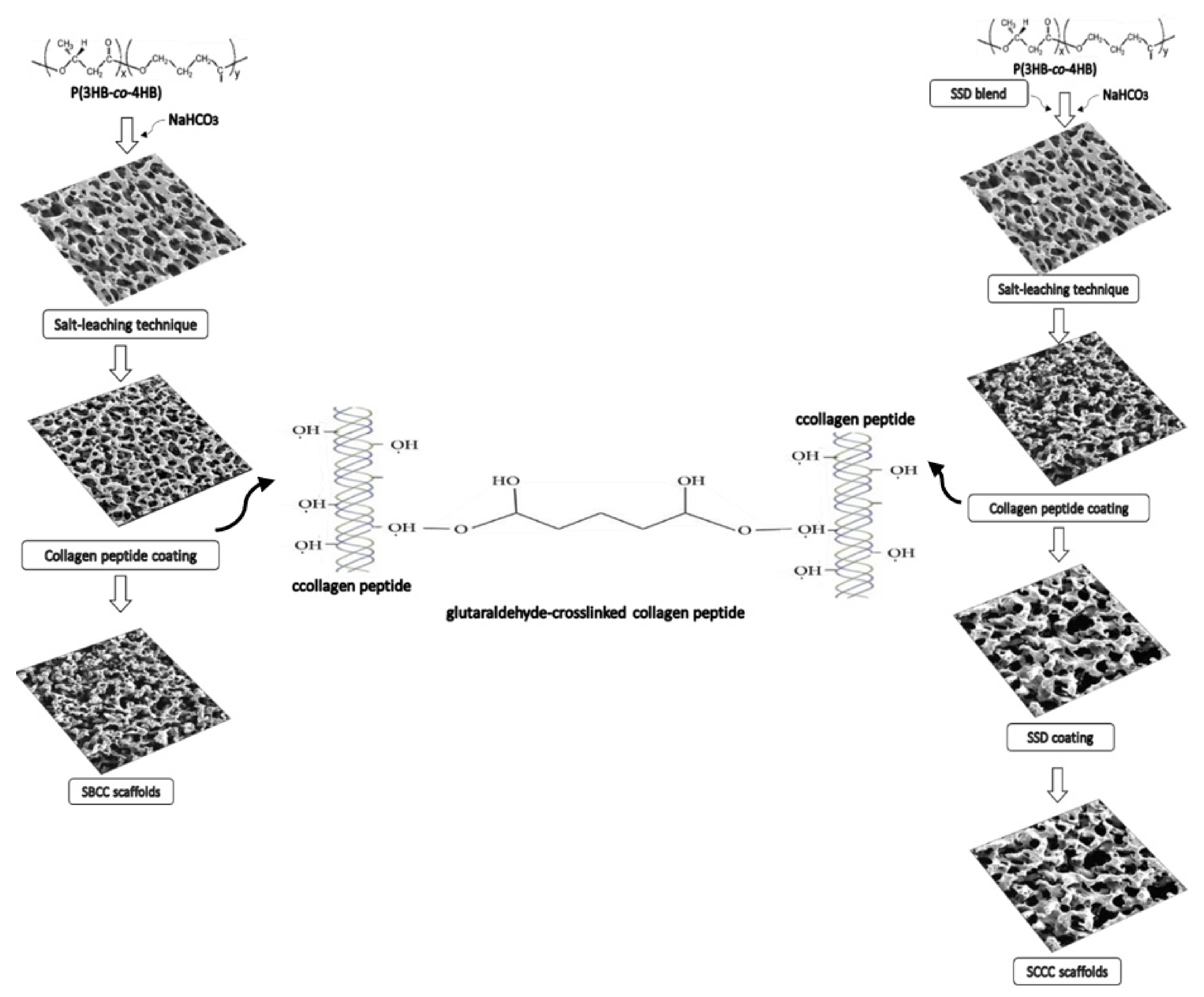 Polymers 13 02454 g001