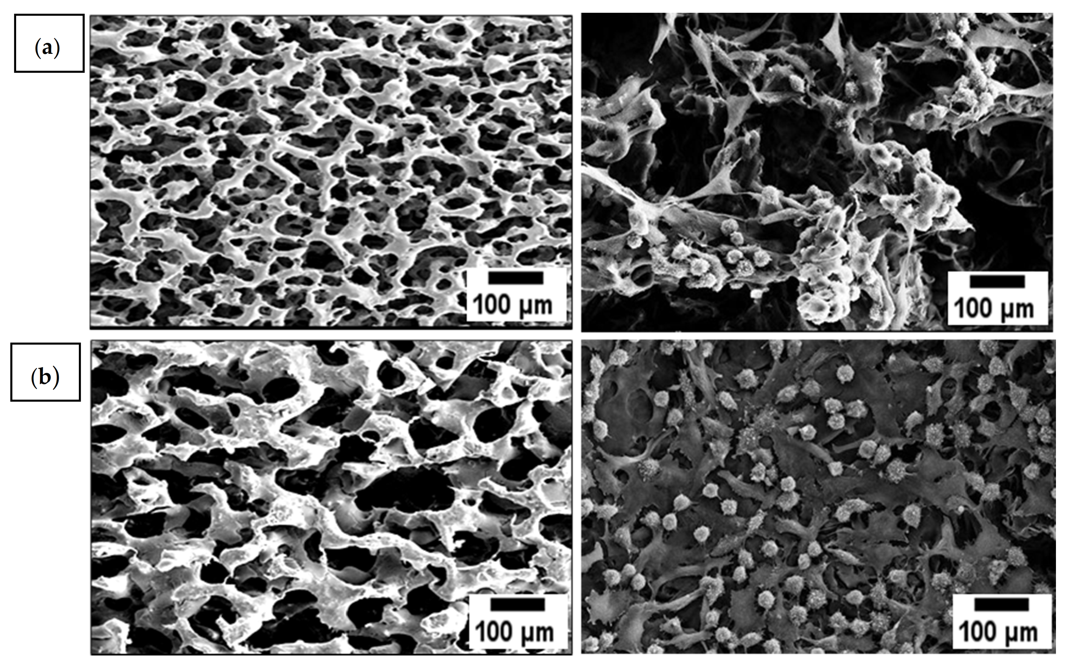 Polymers 13 02454 g008