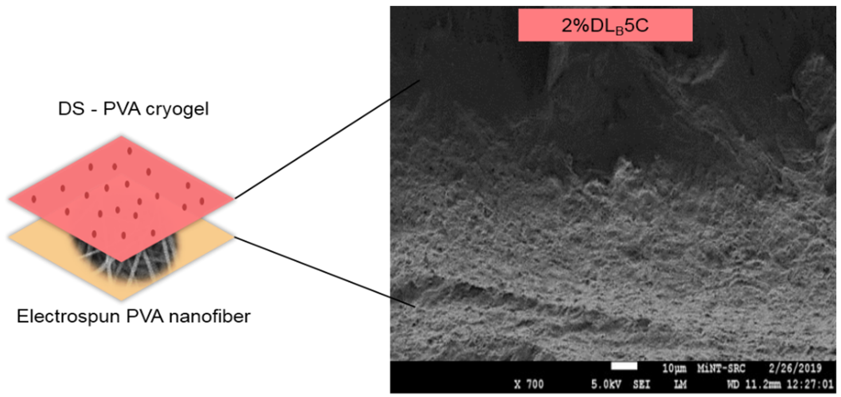 Polymers 13 02459 g004