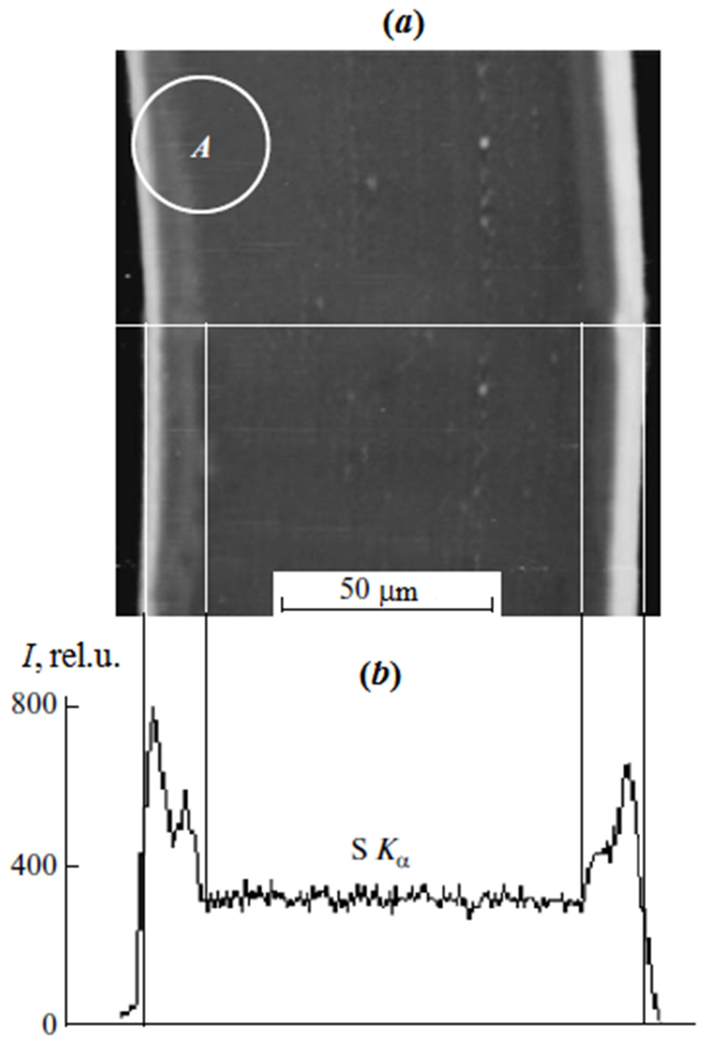 Polymers 13 02512 g001