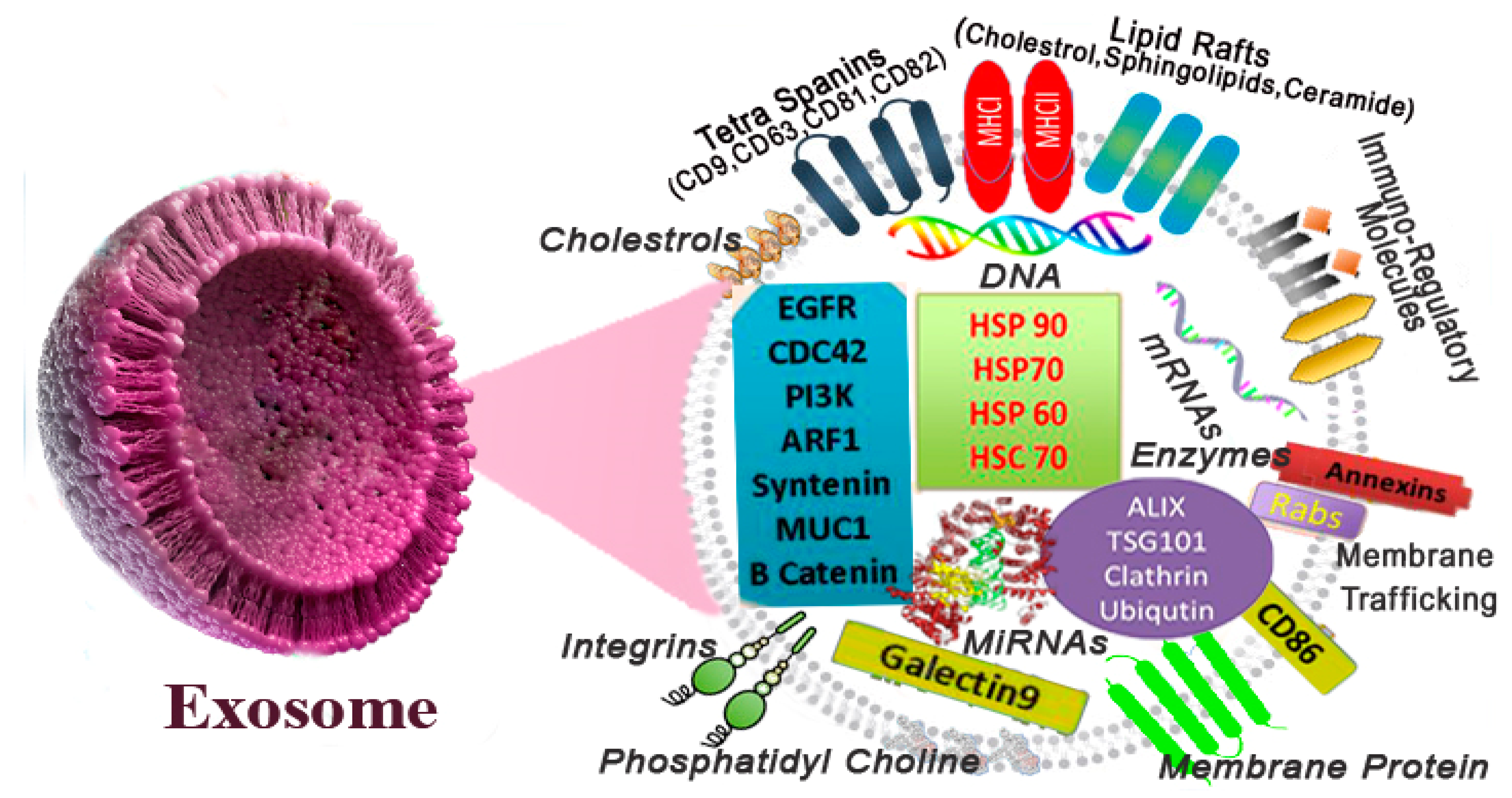 Polymers 13 02529 g004