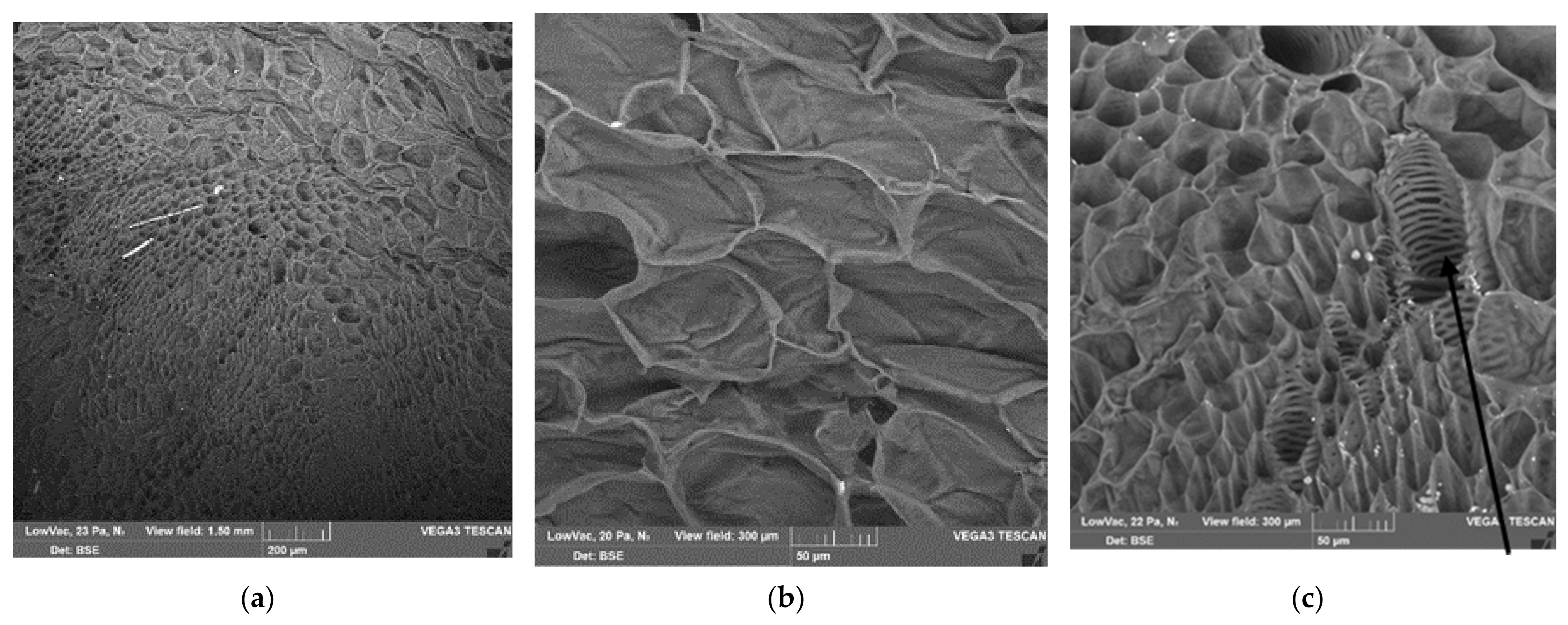 Polymers 13 02531 g002