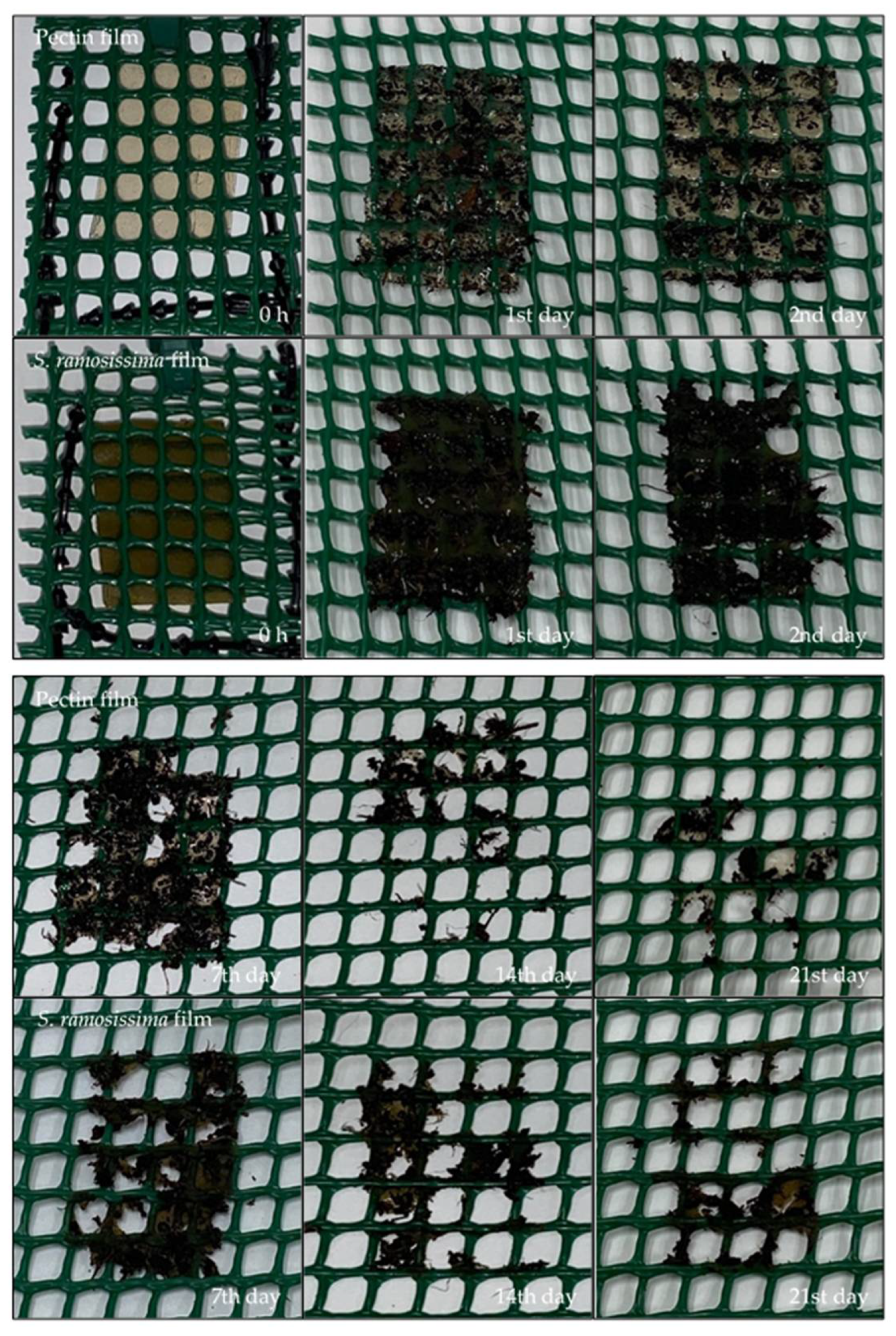 Polymers 13 02632 g005 Polymers 13 02632 g005