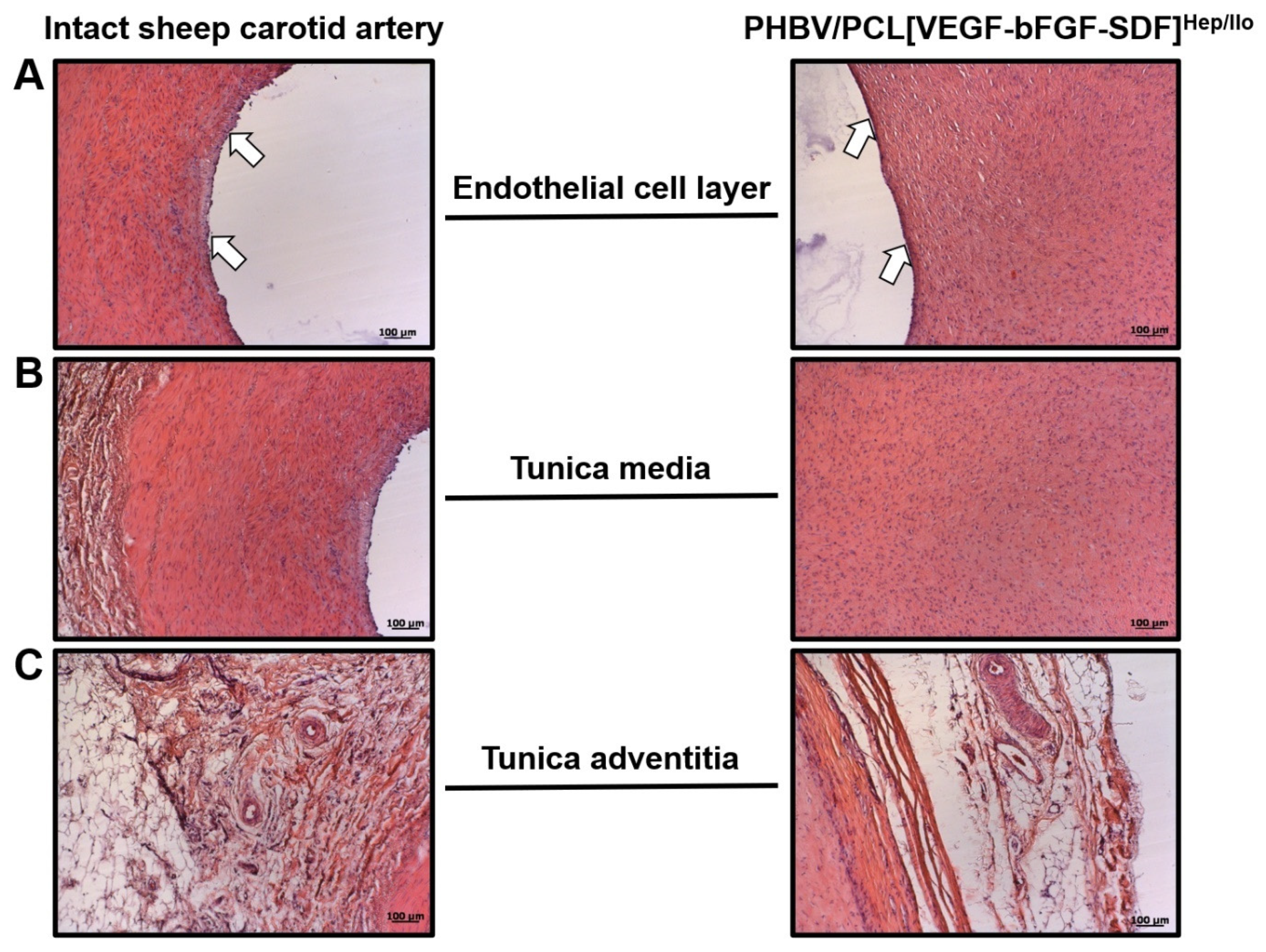 Polymers 13 02637 g005