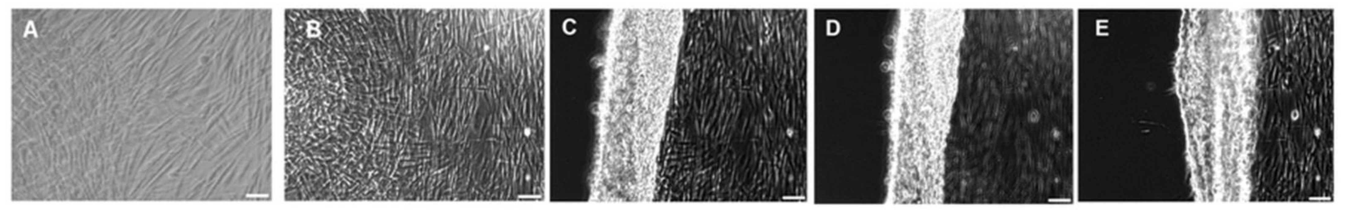 Polymers 13 02892 g009