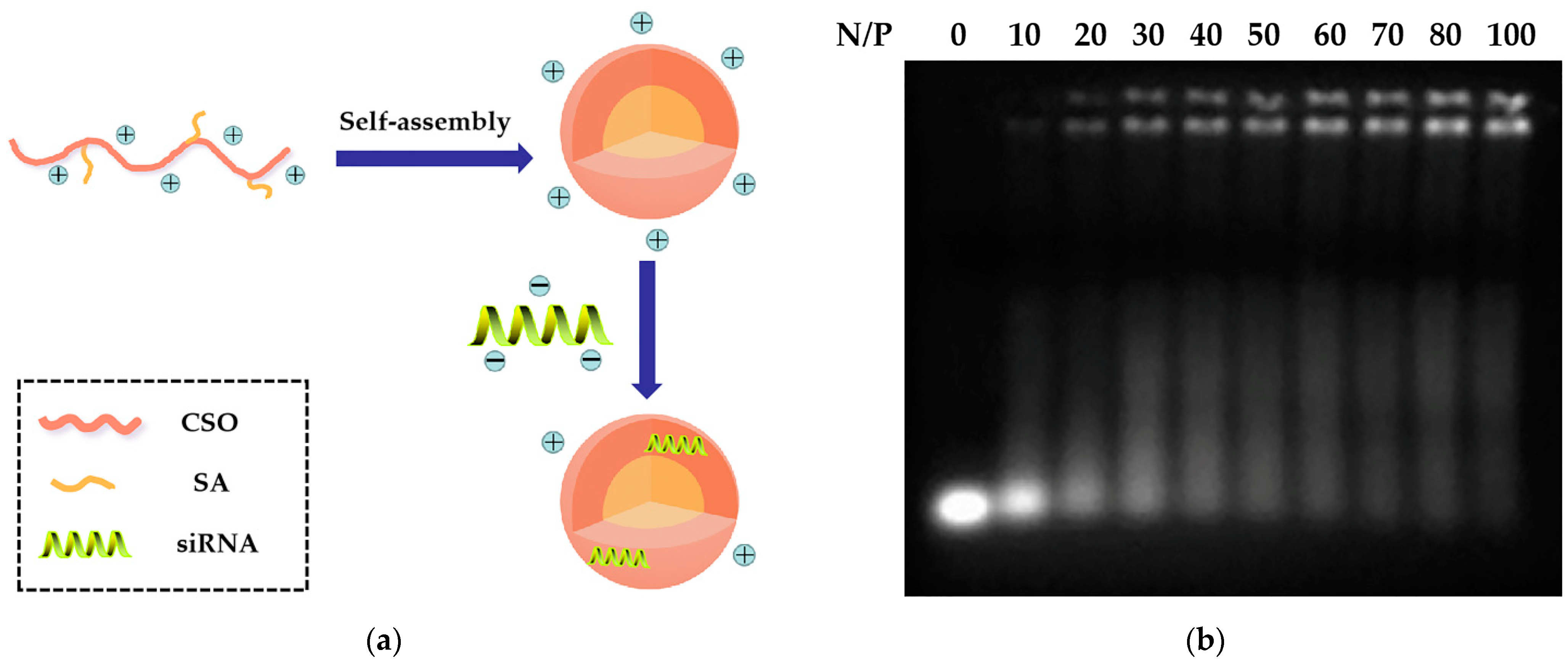 Polymers 13 02929 g002