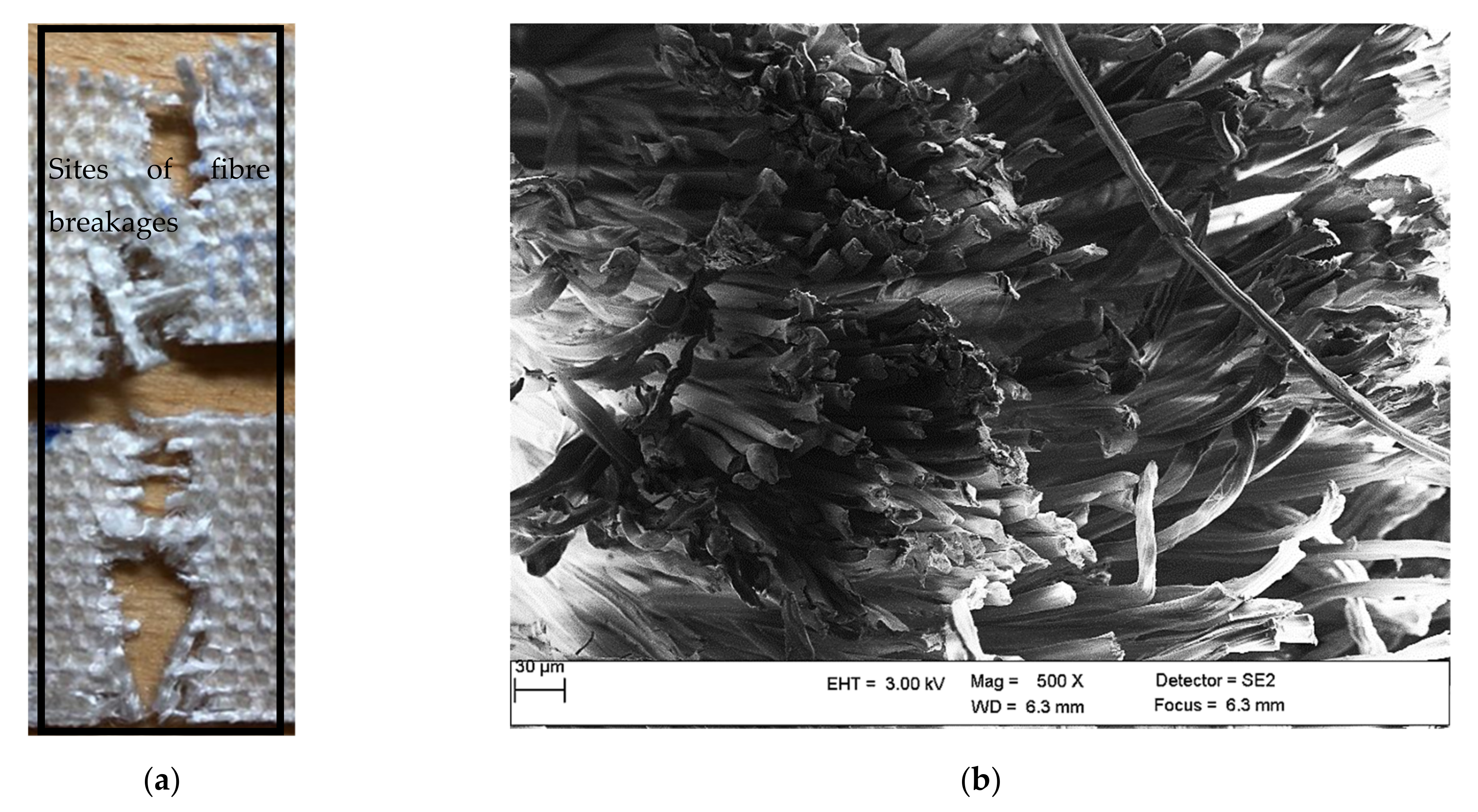 Polymers 13 02969 g001