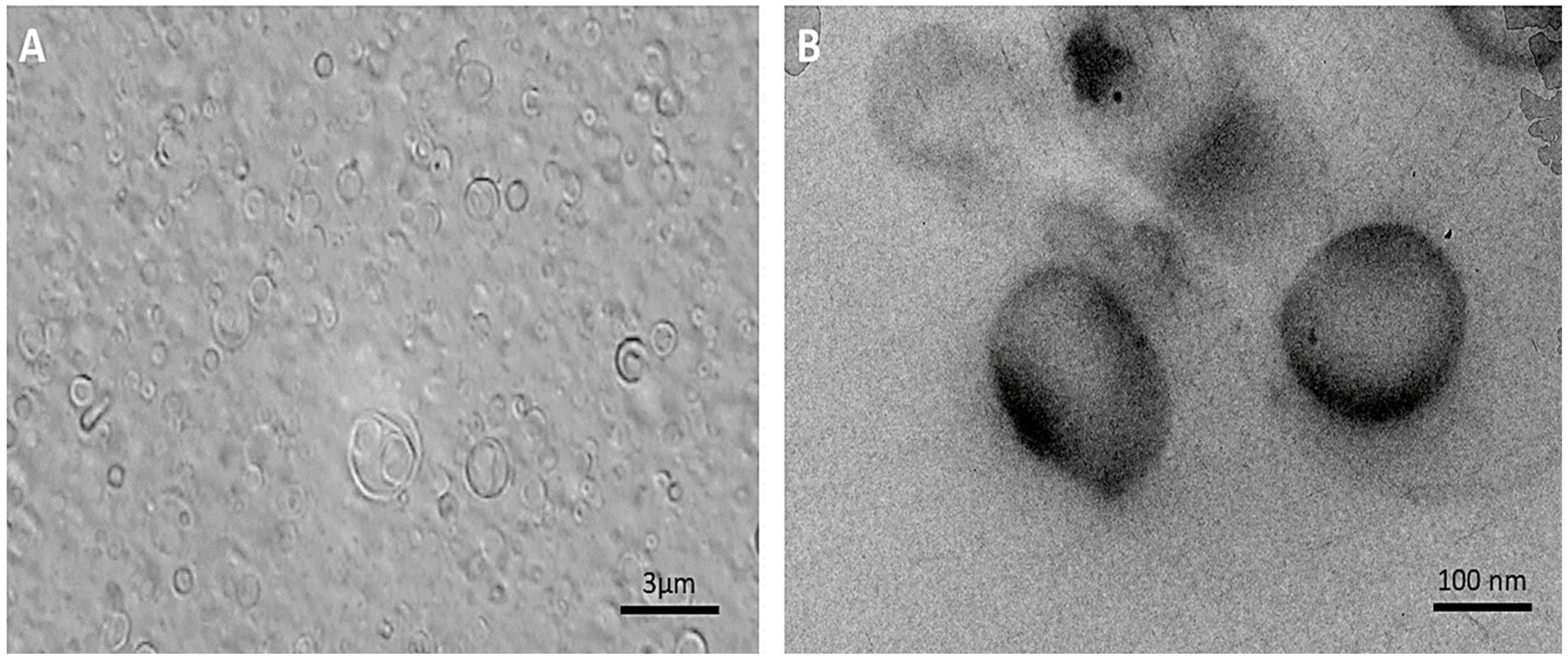 Polymers 13 03153 g003