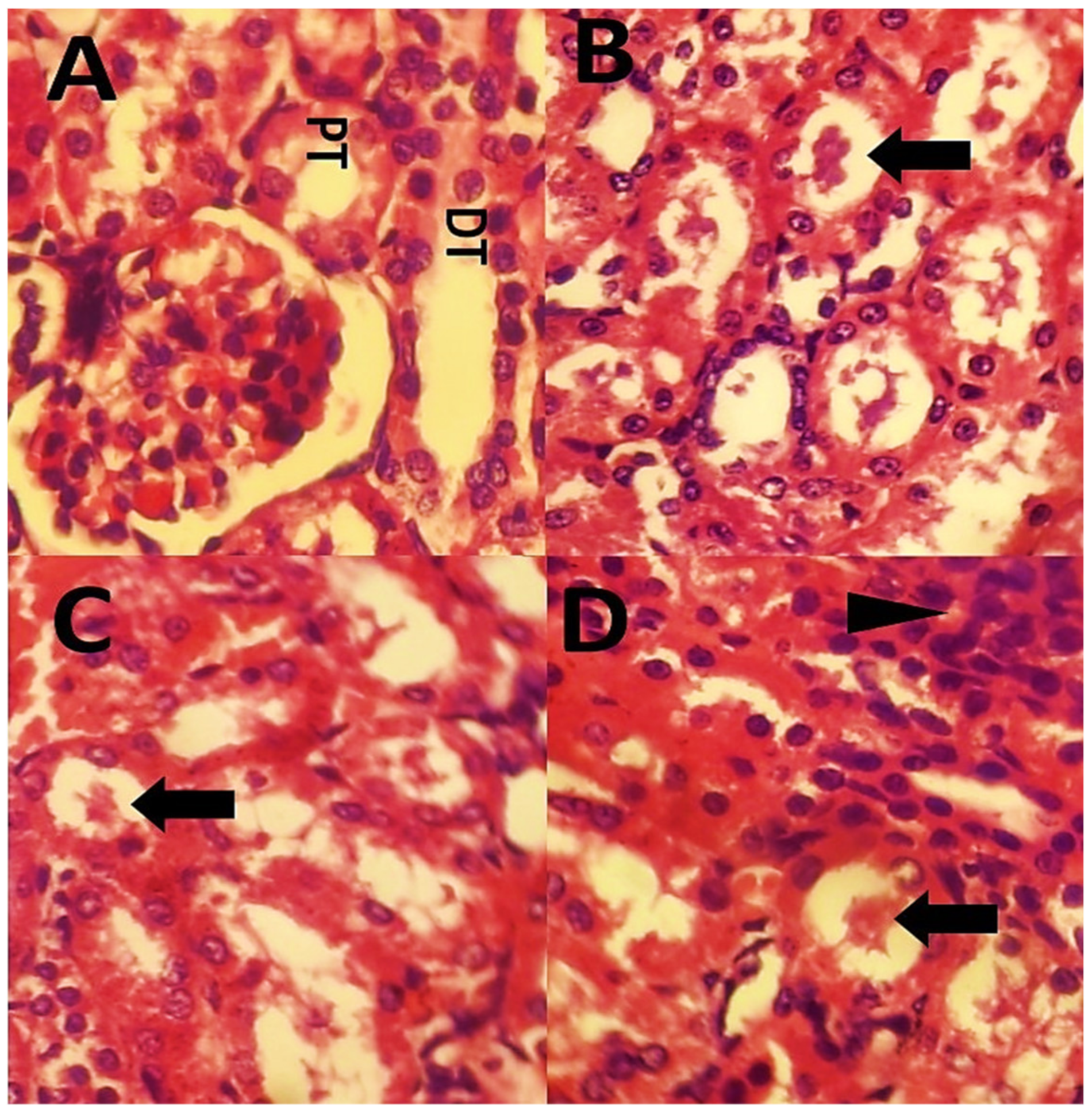 Polymers 13 03153 g011