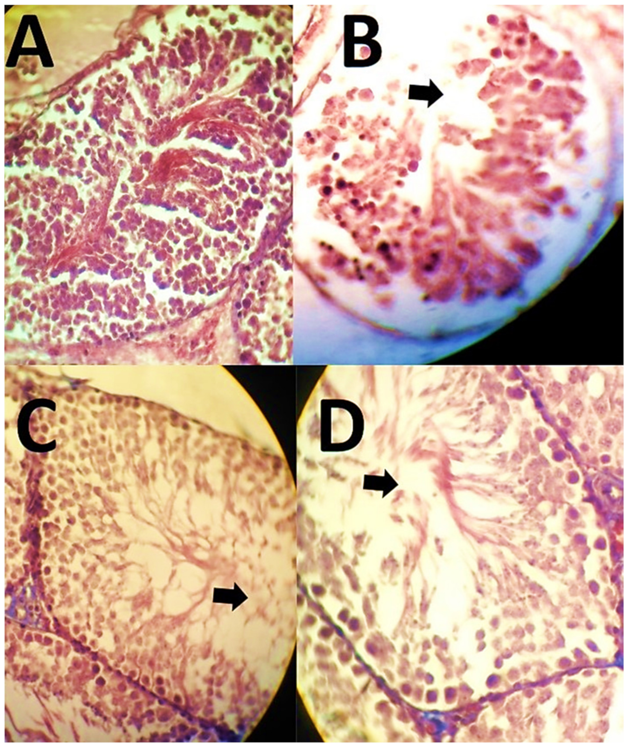 Polymers 13 03153 g012