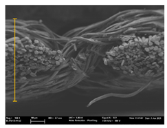 Polymers 13 03165 i034
