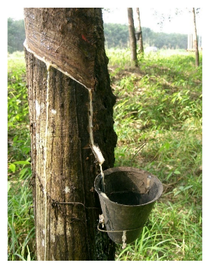 Polymers 13 03241 g001