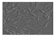 Polymers 13 03249 i002