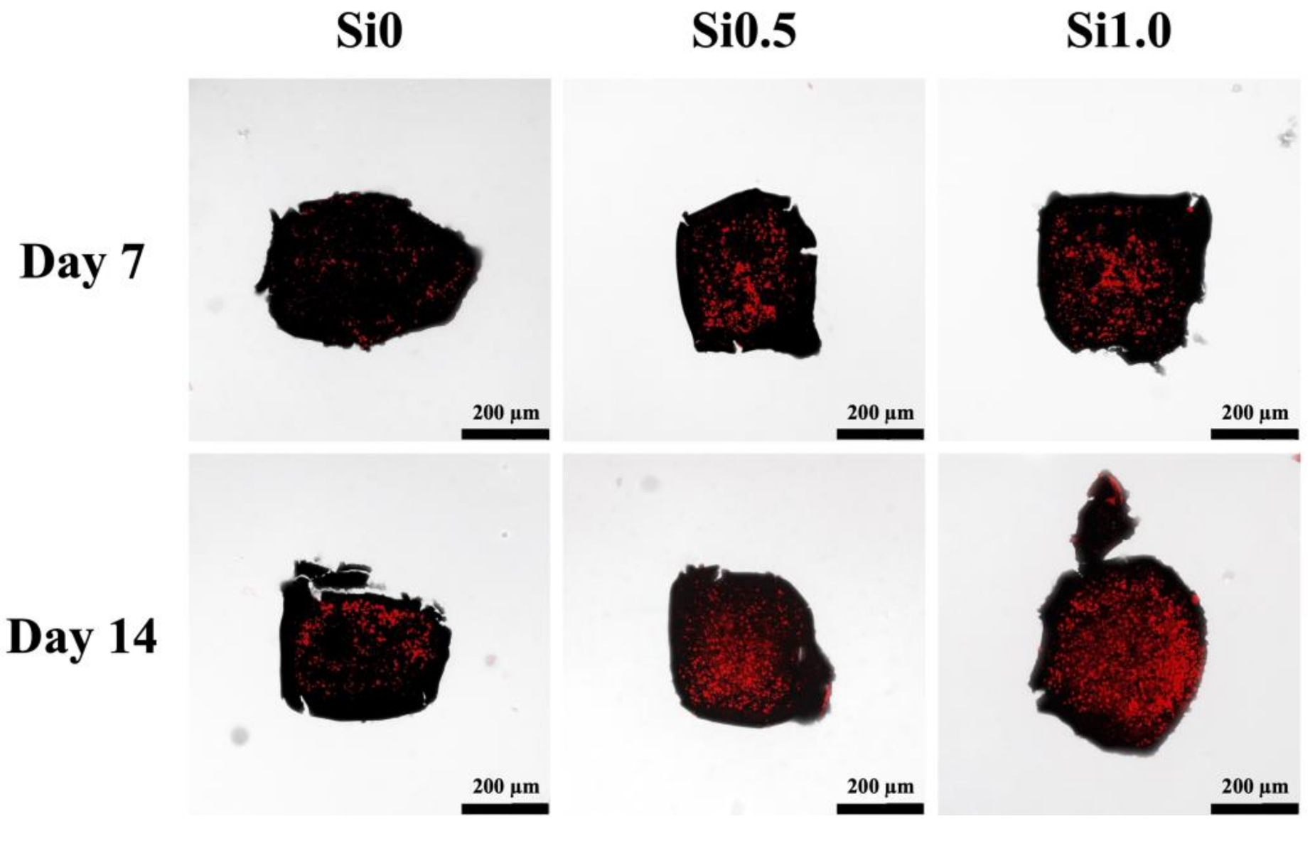 Polymers 13 03301 g011