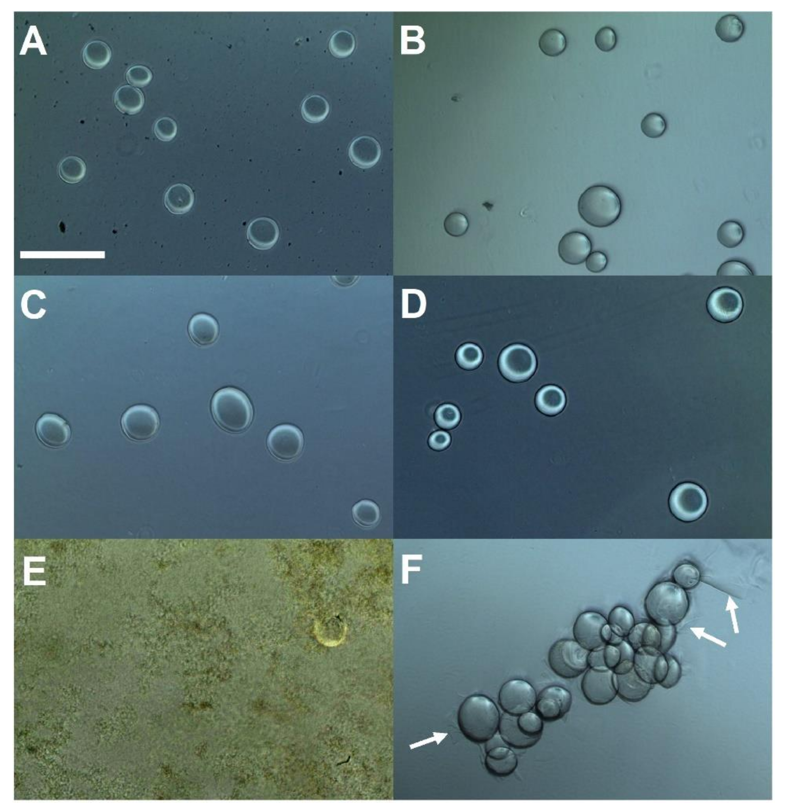 Polymers 13 03339 g002
