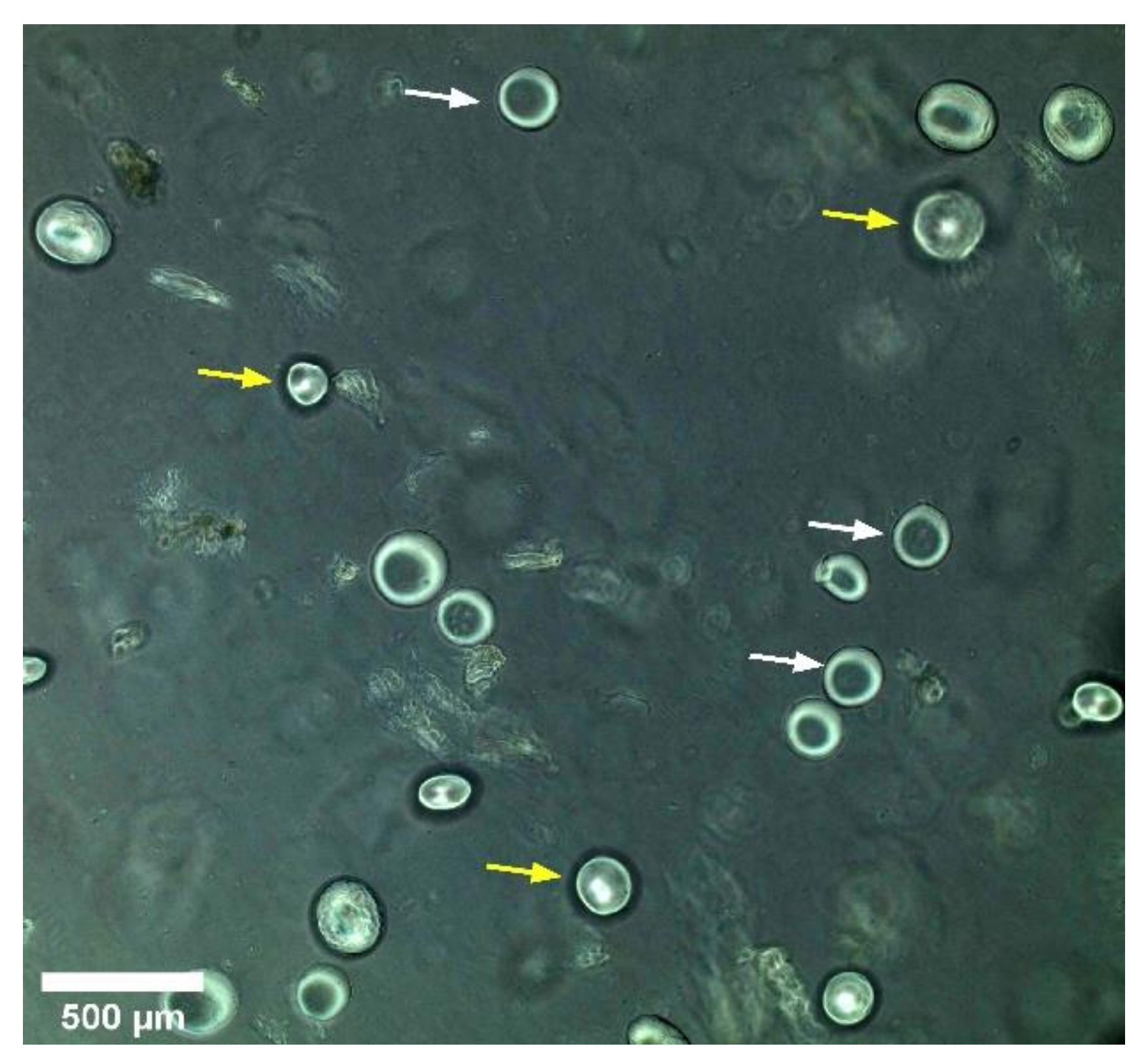 Polymers 13 03339 g009