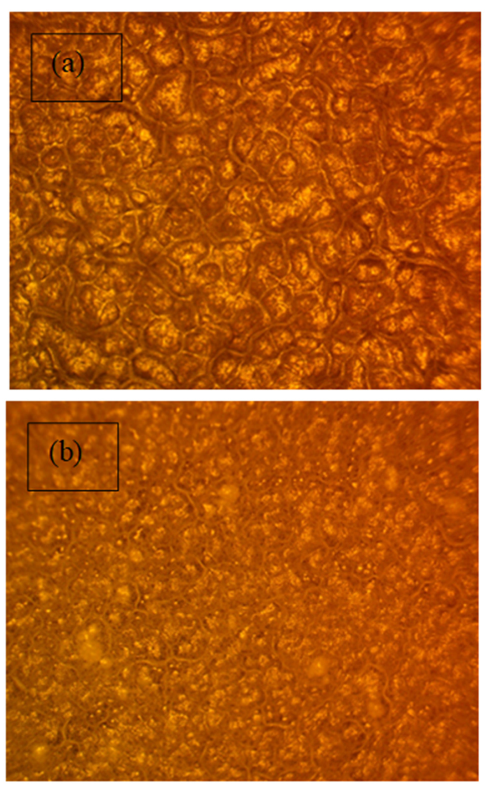 Polymers 13 03484 g014a