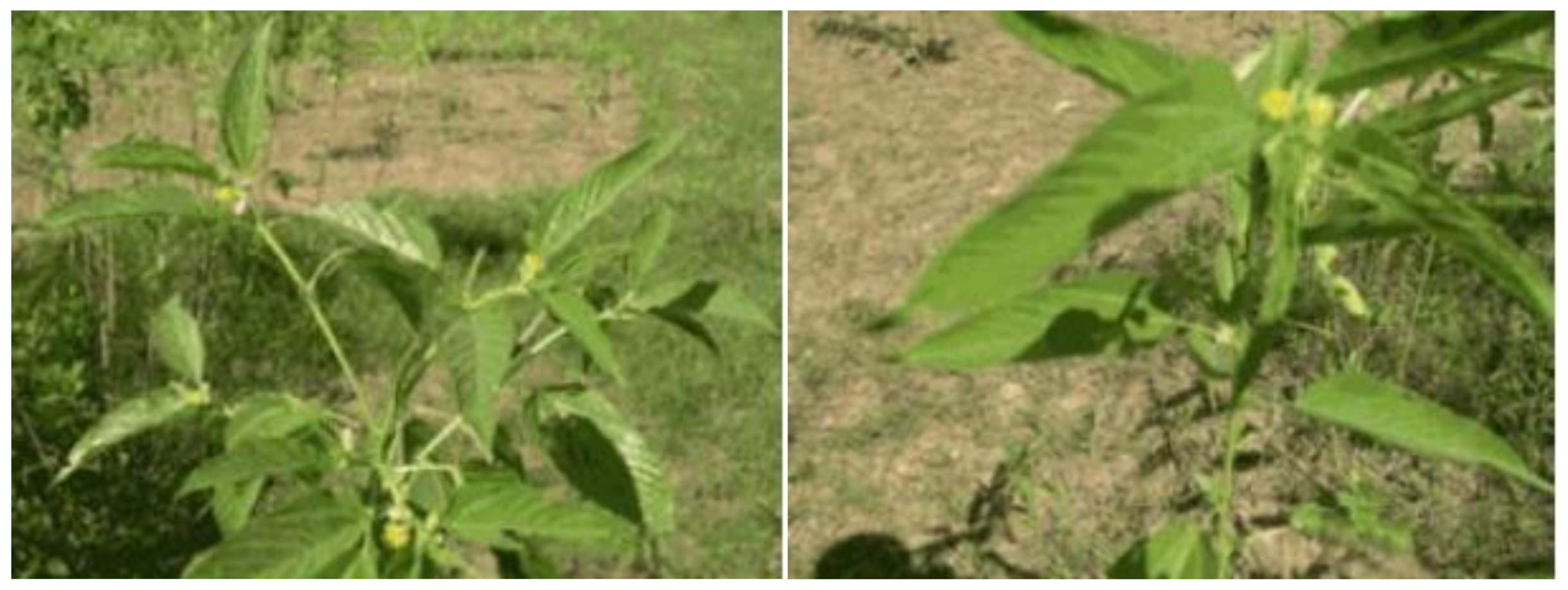 Polymers 13 03514 g008