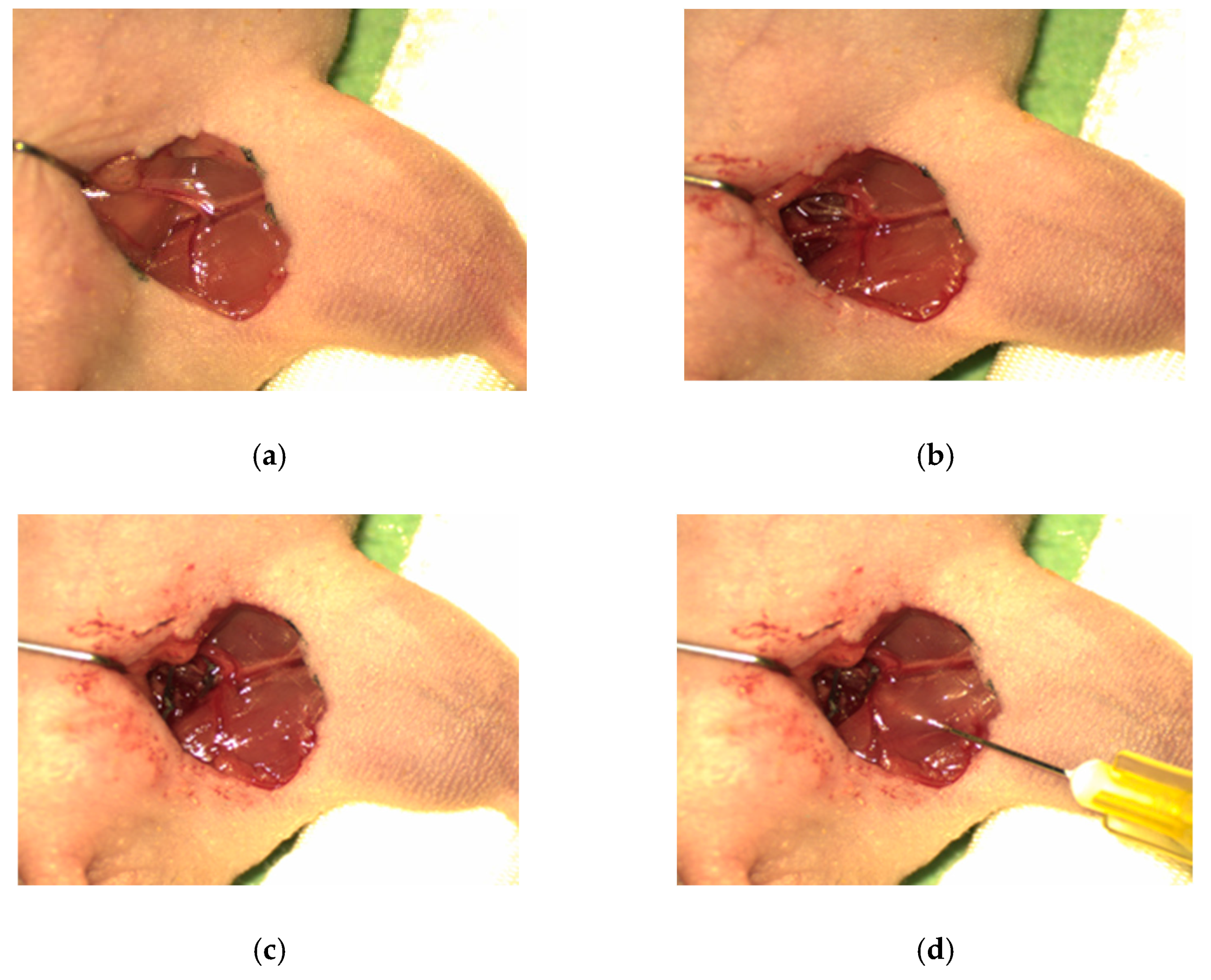 Polymers 13 03568 g001