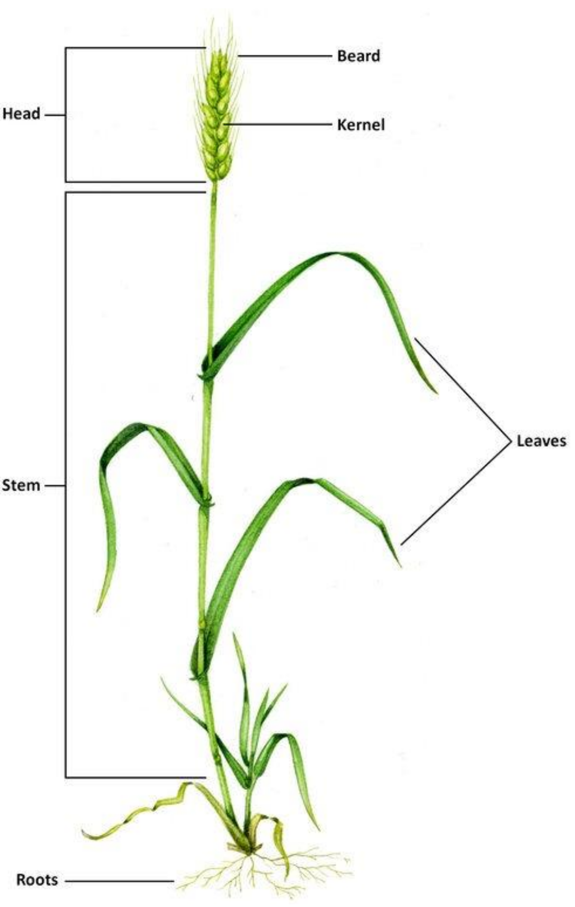 Polymers 13 03624 g001