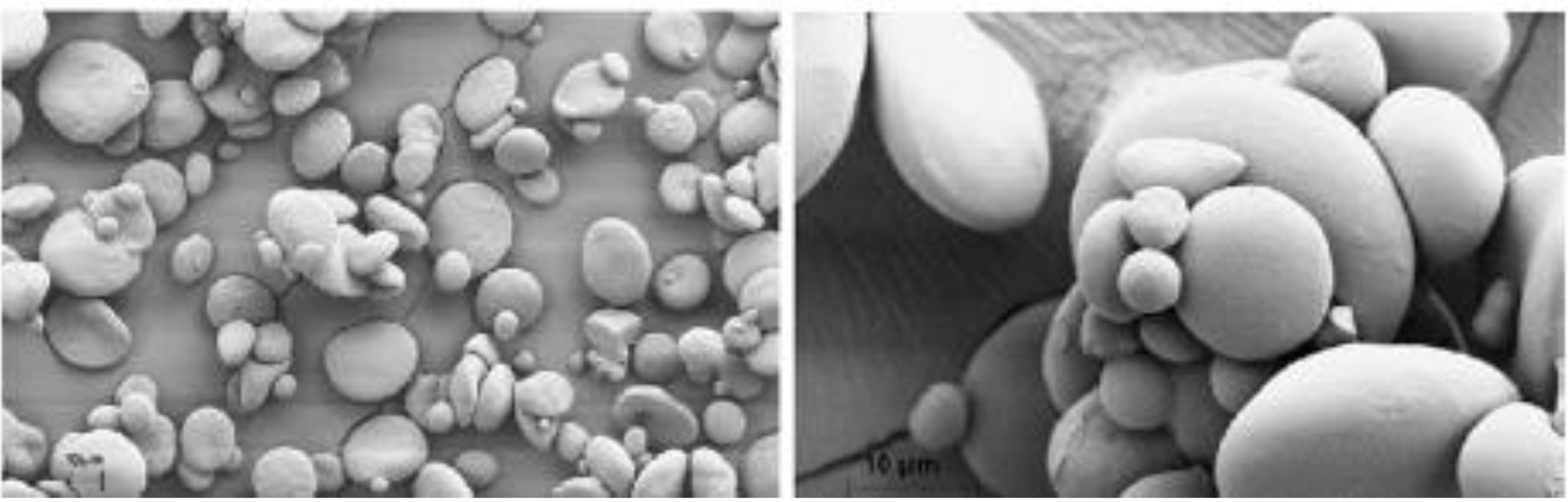 Polymers 13 03624 g004