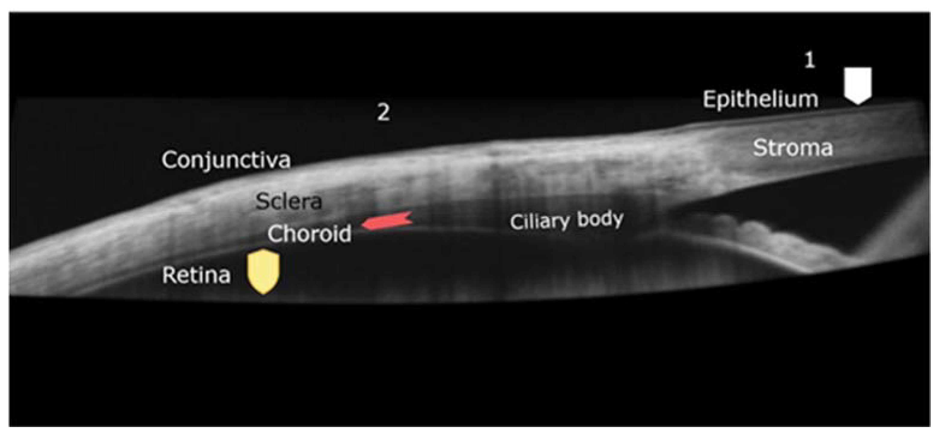 Polymers 13 03649 g001