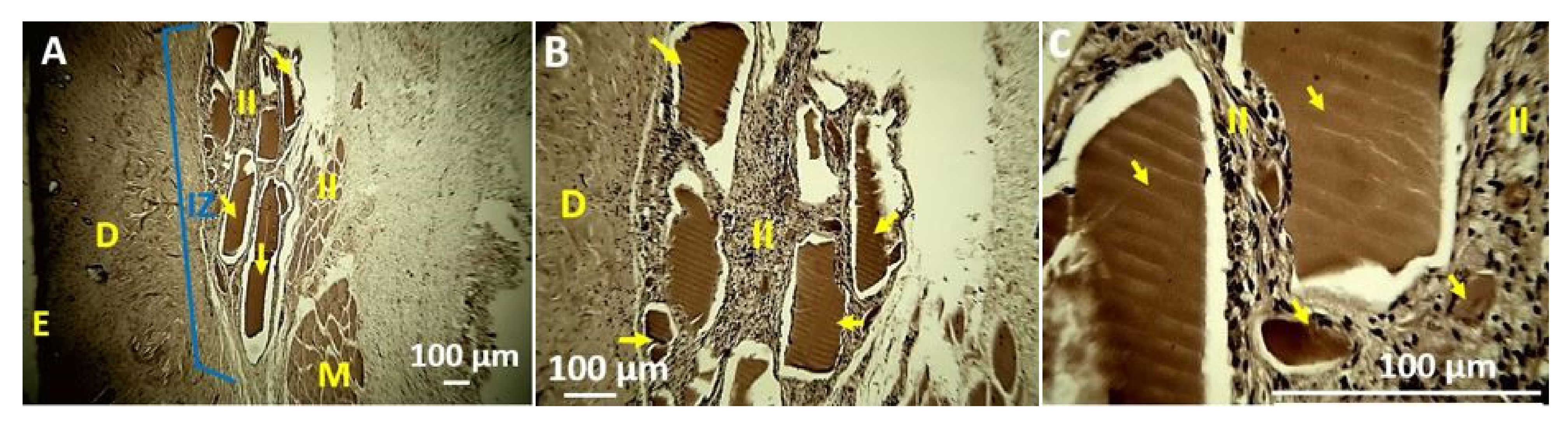 Polymers 13 03753 g011