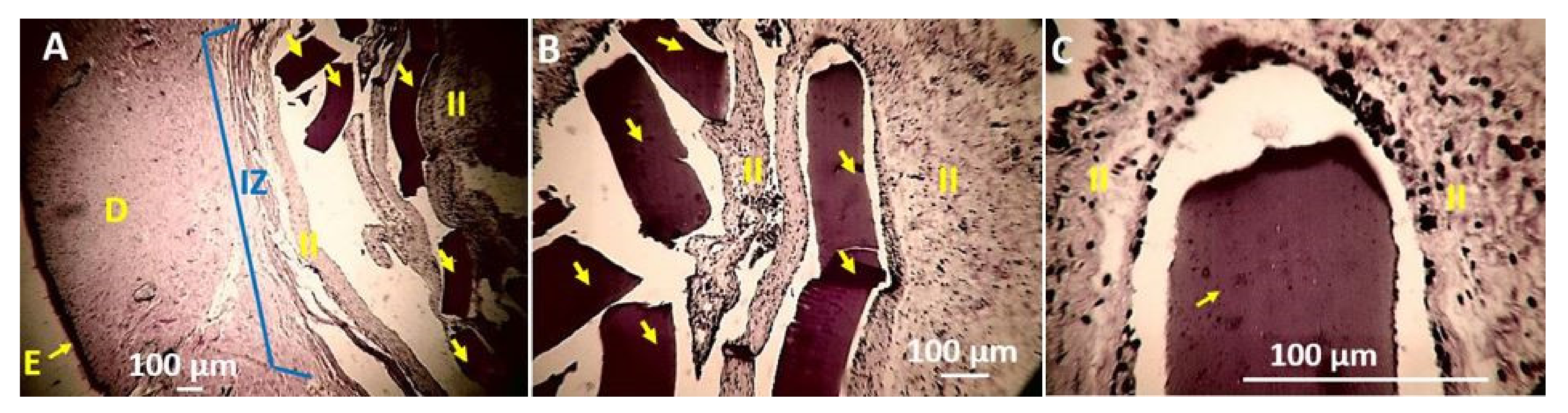 Polymers 13 03753 g012