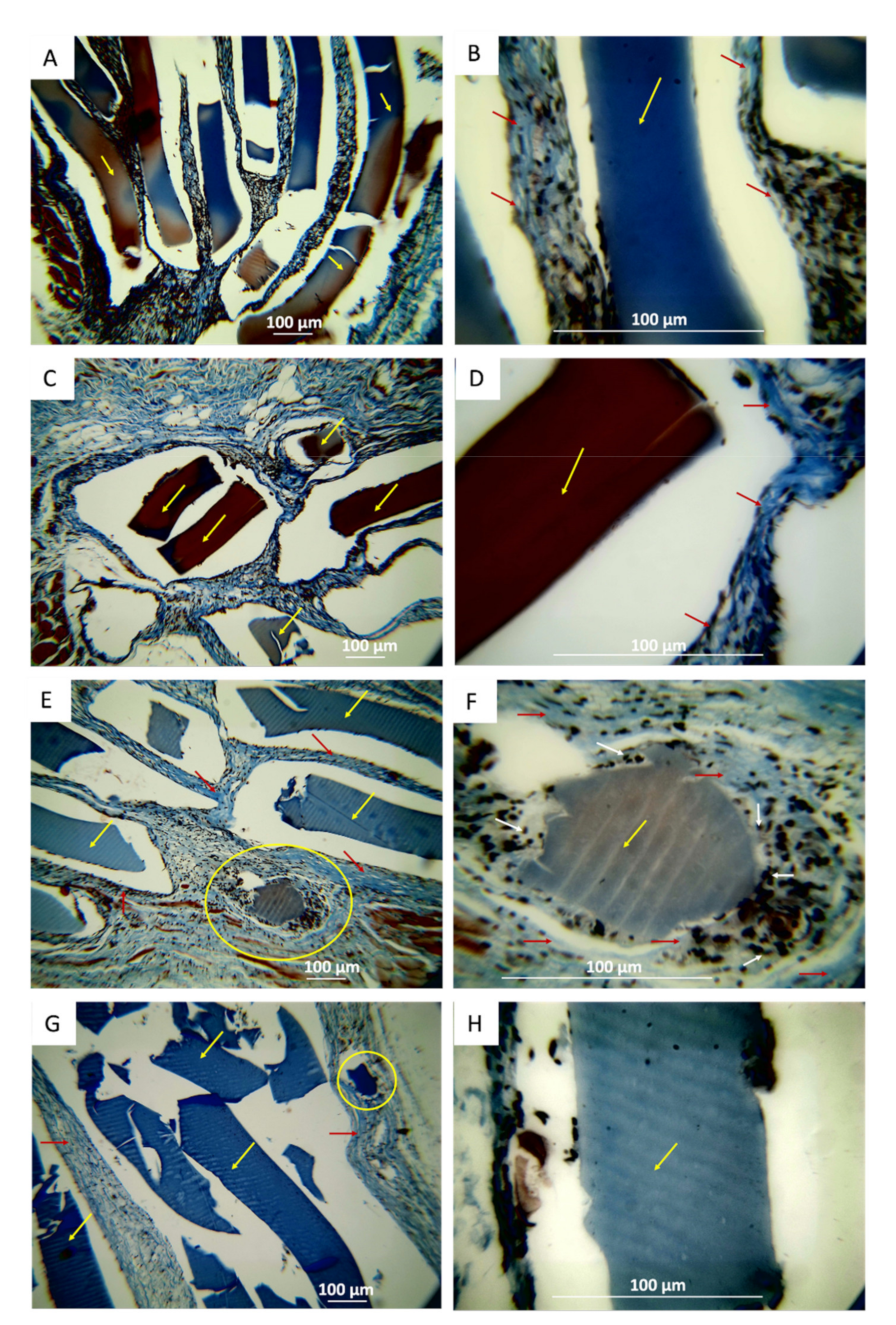 Polymers 13 03753 g014