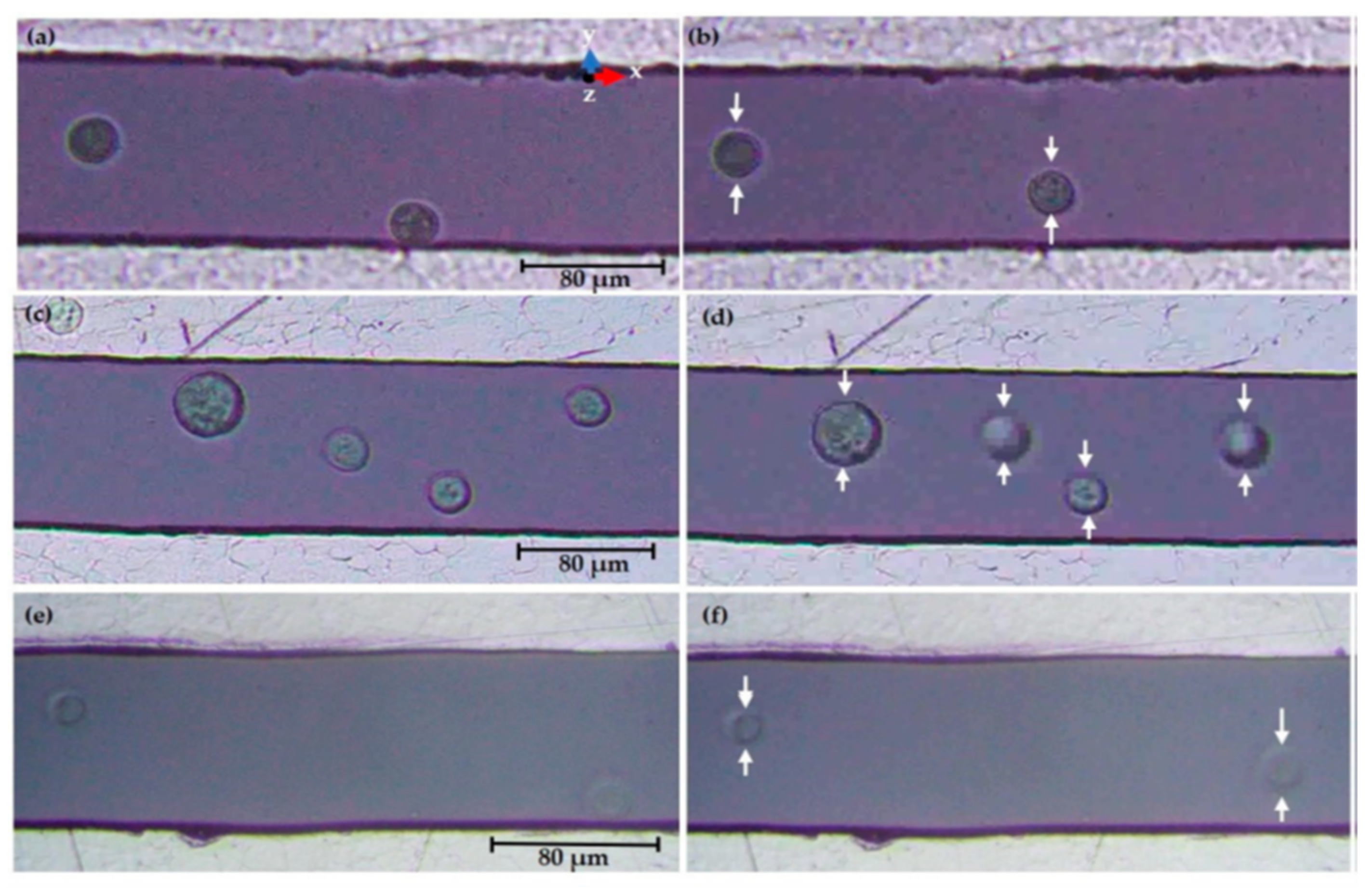 Polymers 13 03790 g006