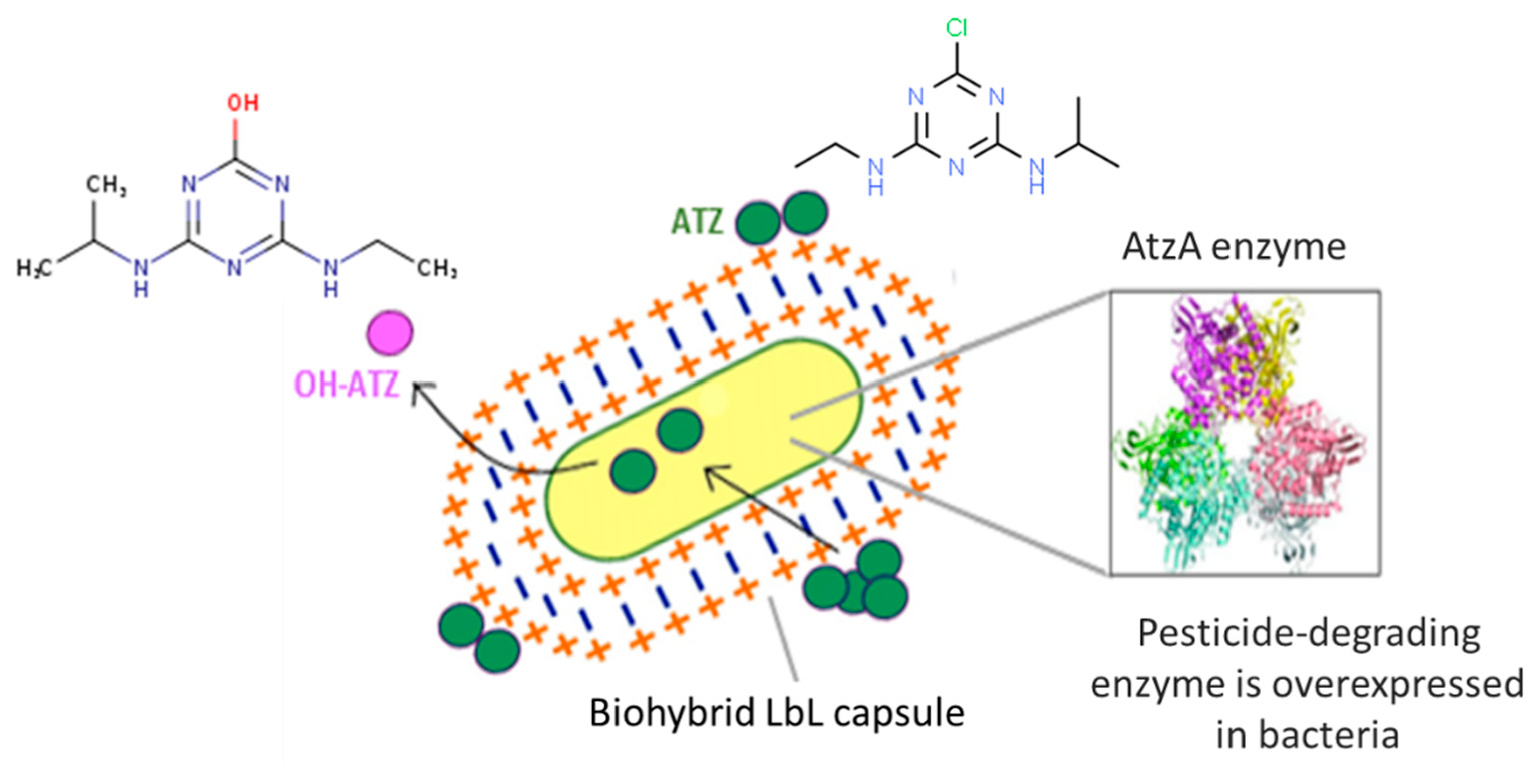 Polymers 13 03814 g001
