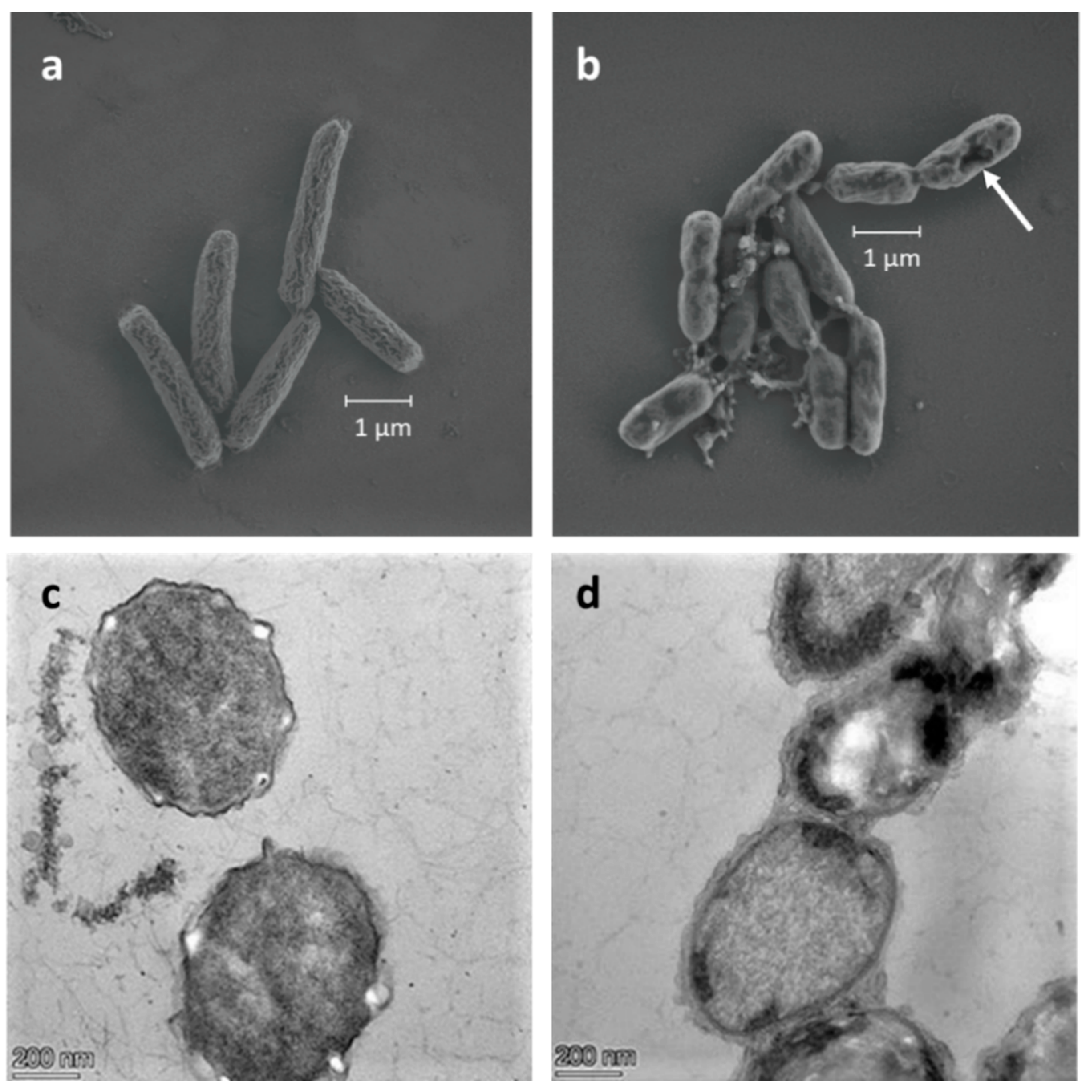 Polymers 13 03814 g005