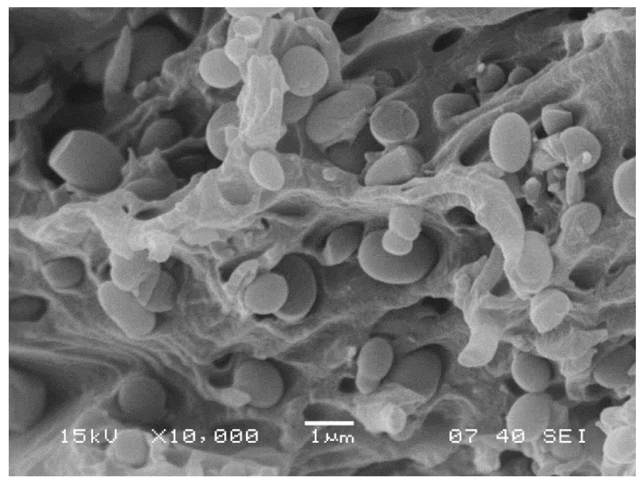 Polymers 13 03931 g005