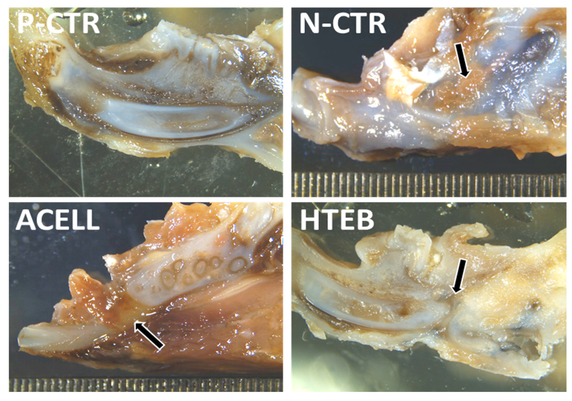 Polymers 13 03939 g003