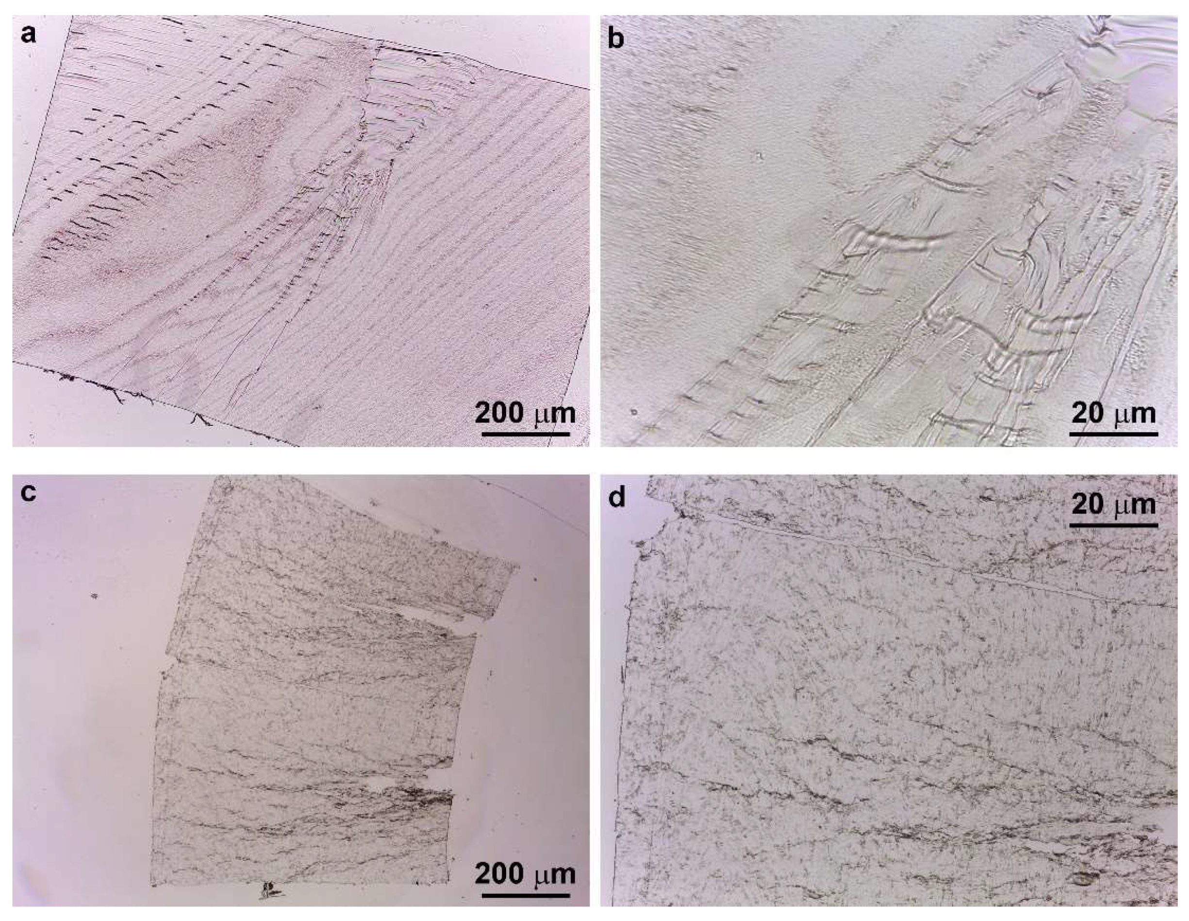 Polymers 13 04053 g007