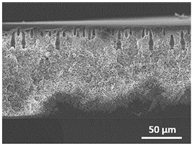 Polymers 13 04062 i003 Polymers 13 04062 i003