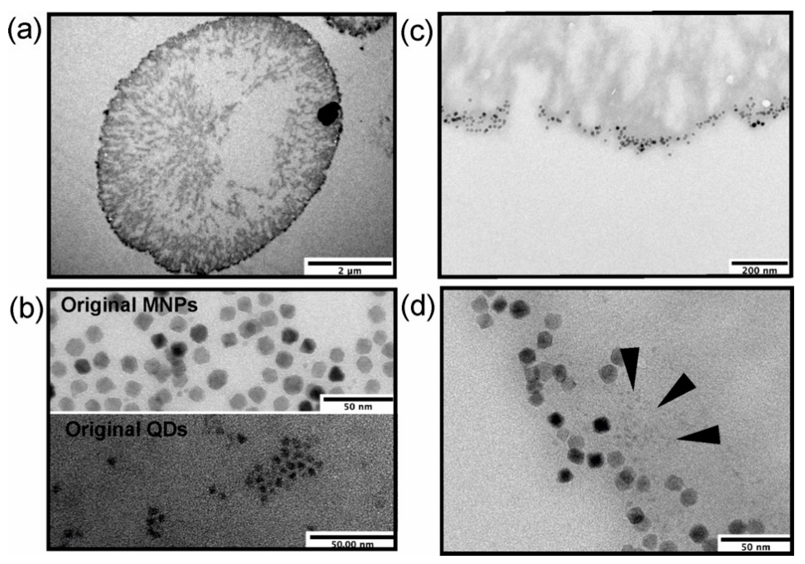 Polymers 13 04076 g003