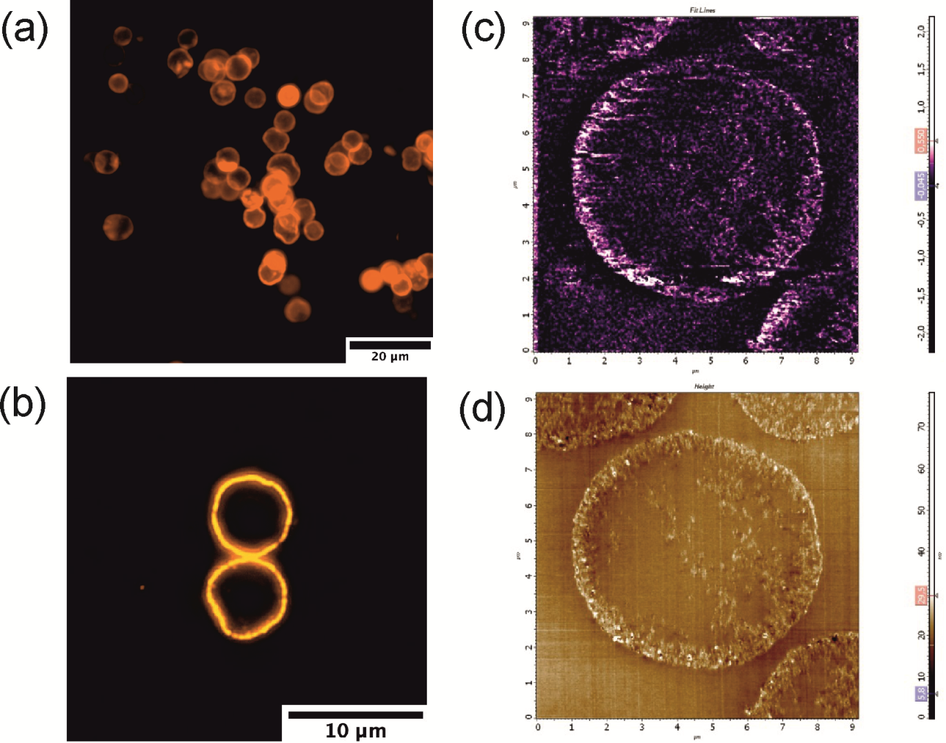 Polymers 13 04076 g004