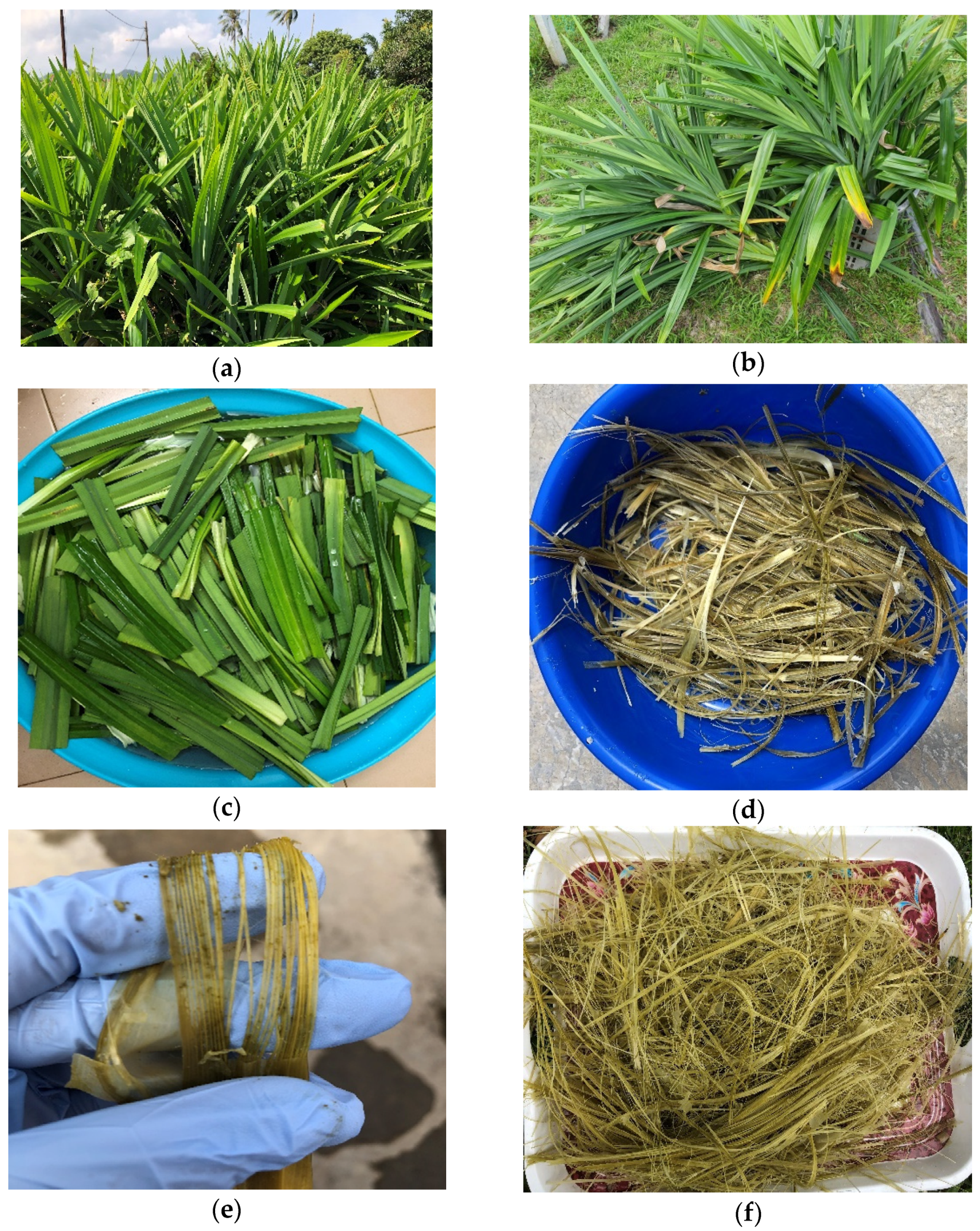 Polymers 13 04171 g001a