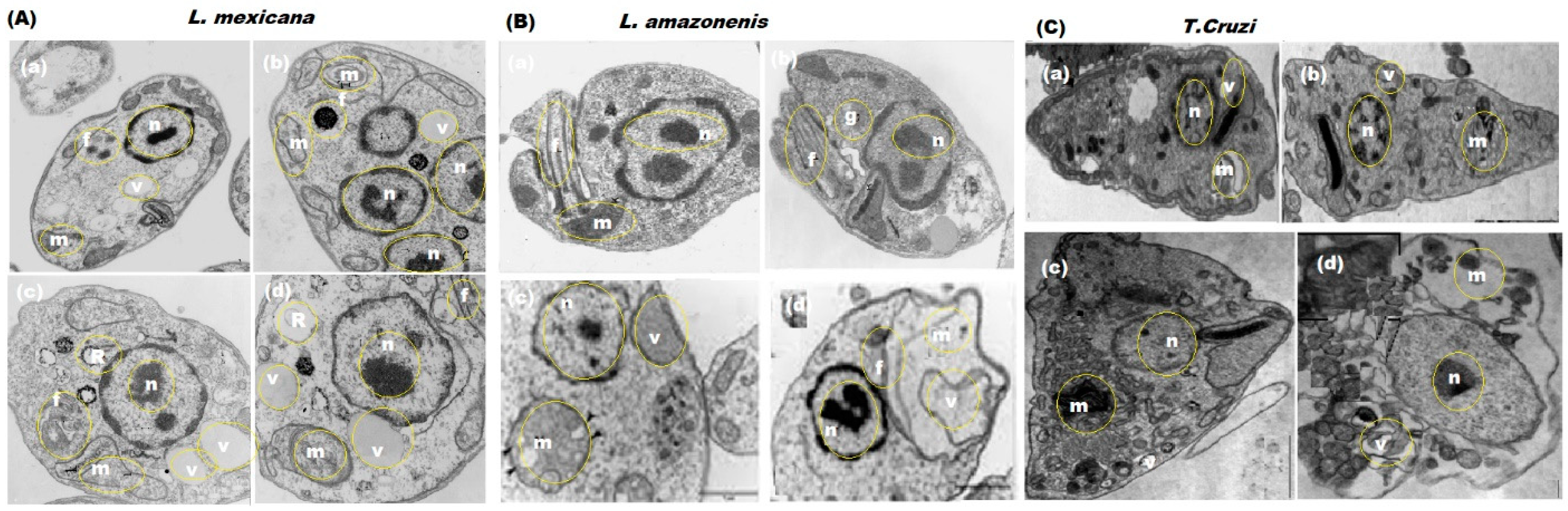 Polymers 13 04321 g013