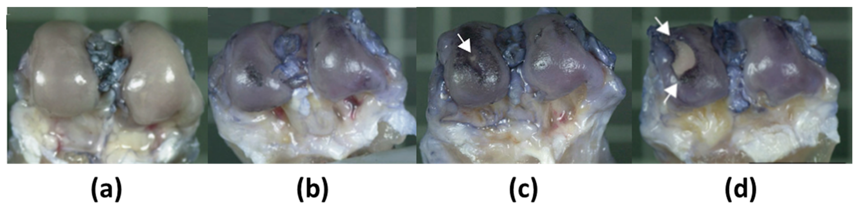 Polymers 13 04426 g005 Polymers 13 04426 g005