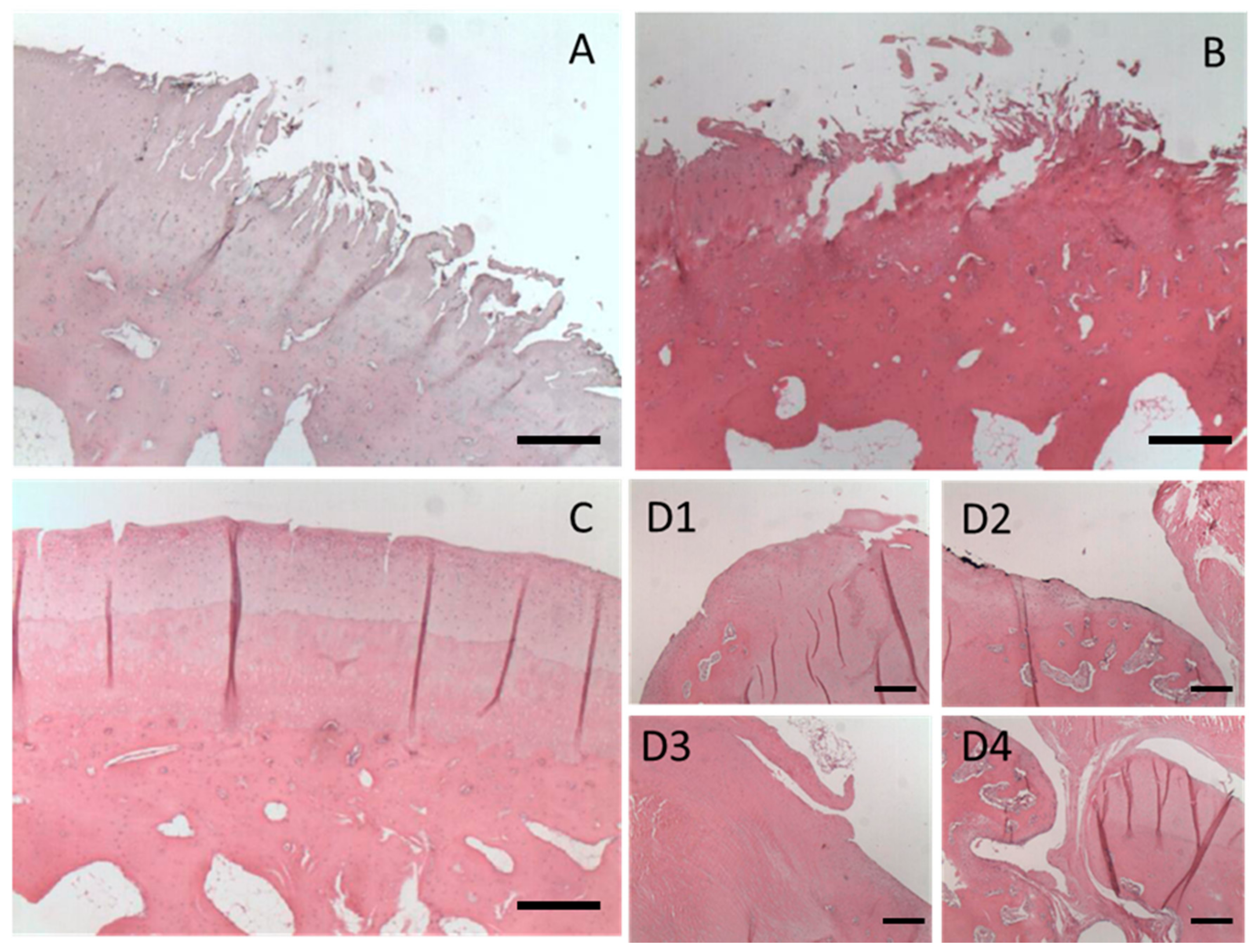 Polymers 13 04426 g007 Polymers 13 04426 g007