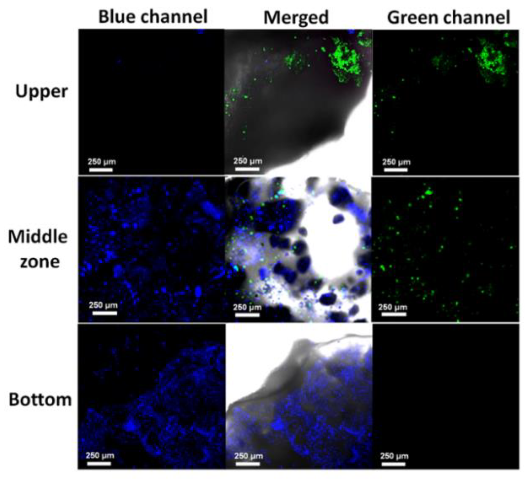 Polymers 14 00012 g008