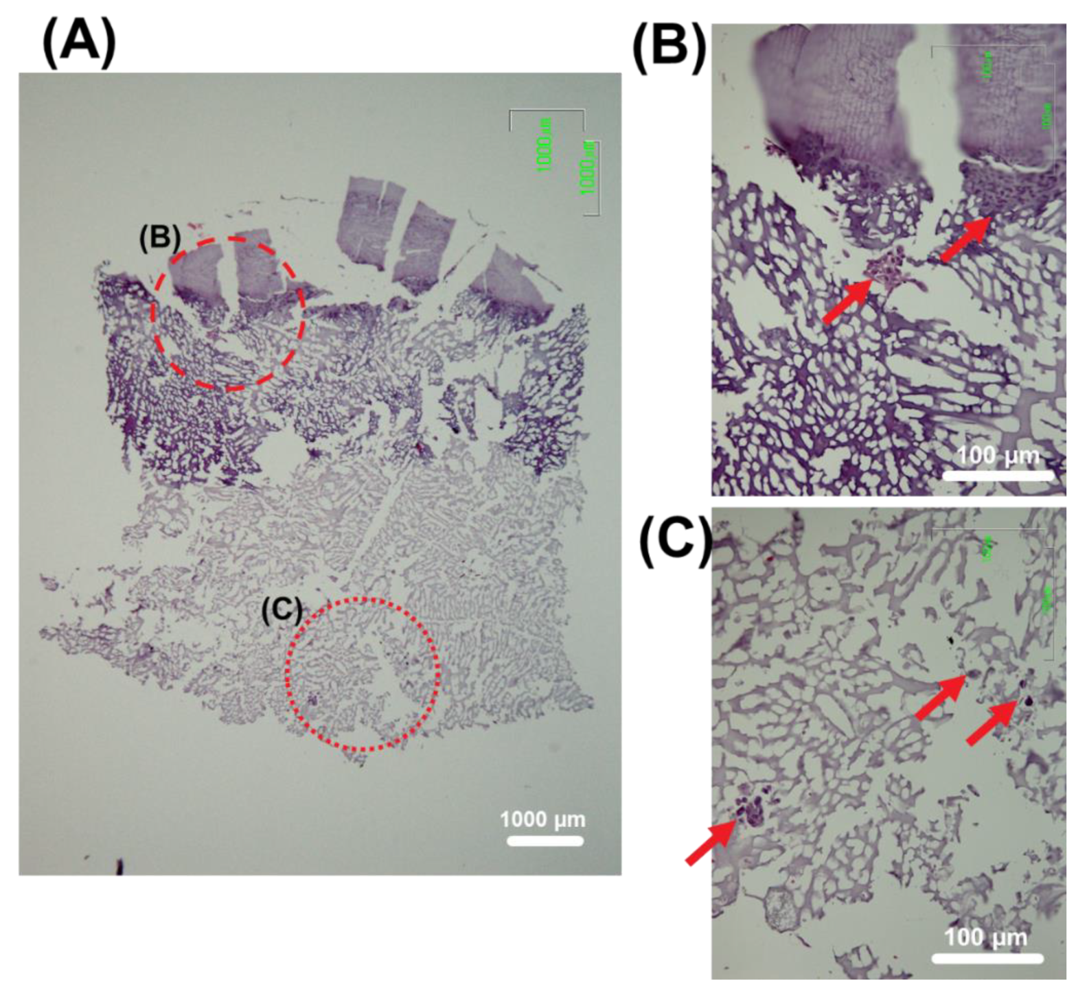 Polymers 14 00012 g009