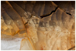 Polymers 14 00121 i031