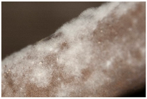 Polymers 14 00121 i036