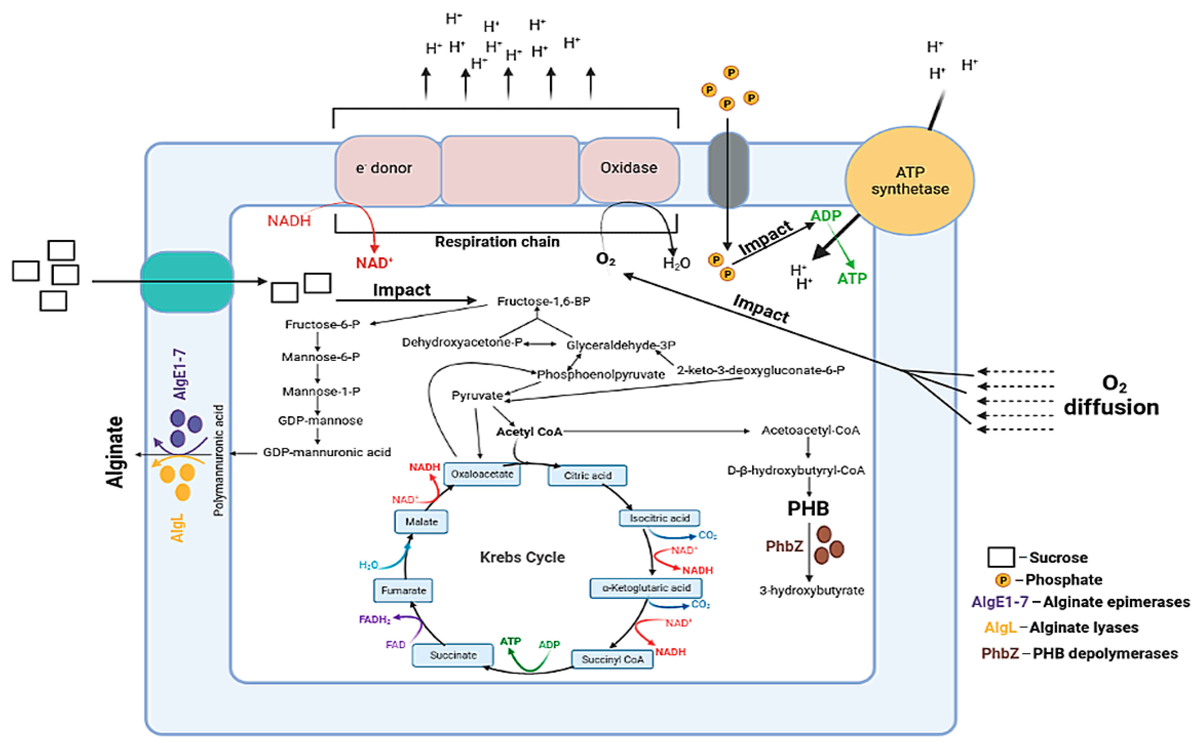 Polymers 14 00131 g001